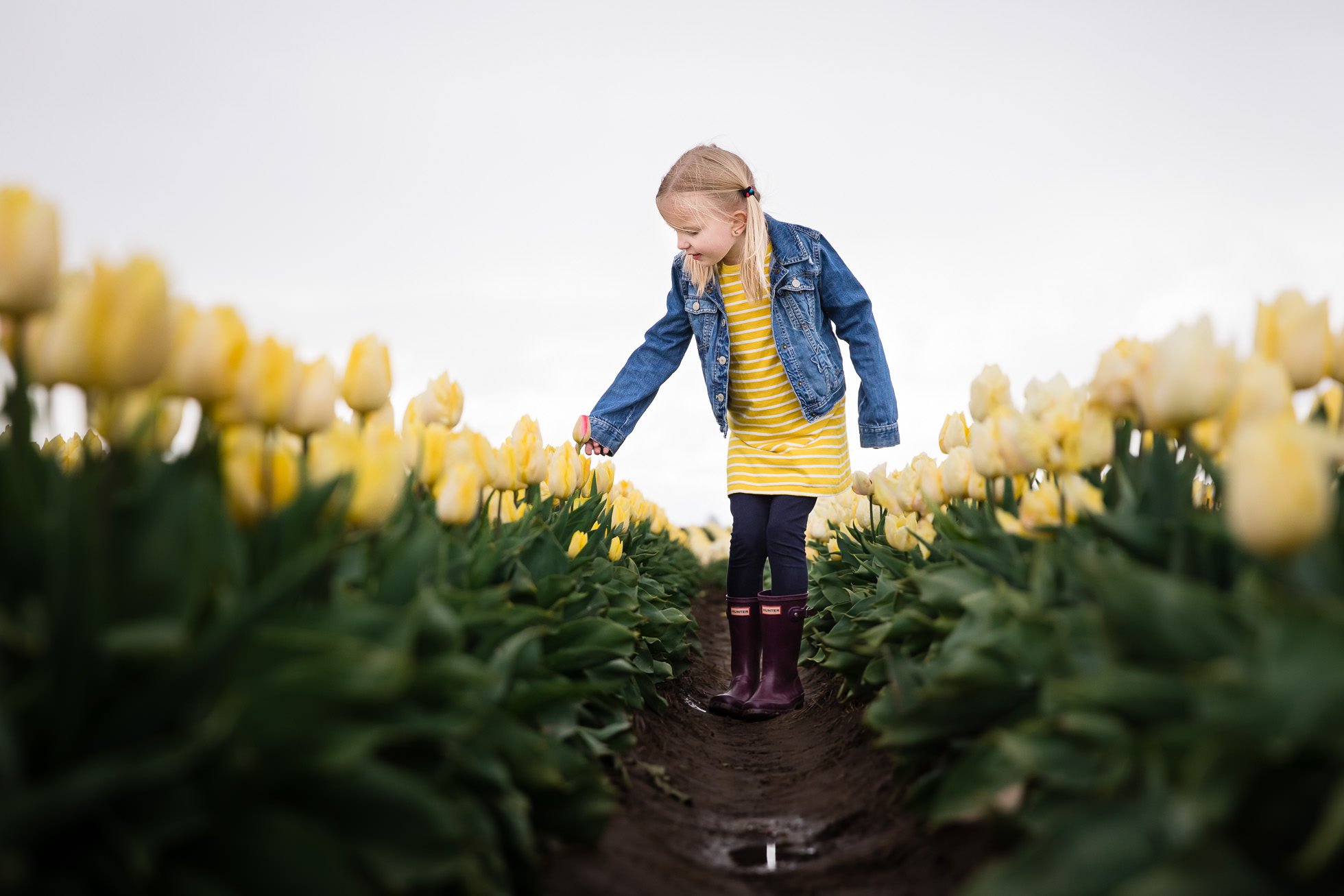 girl in yellow dress and blue jacket stands looking at one red tulip amidst all yellow tulips by rebecca hunnicutt farren childrens photographer in portland oregon