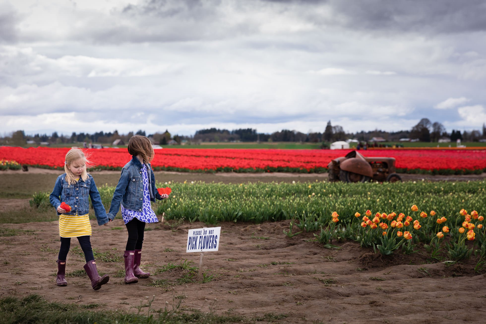 sisters walking at oregon tulip festival by do not pick flower sign holding tulip petals by rebecca hunnicutt farren portland oregon childrens photographer