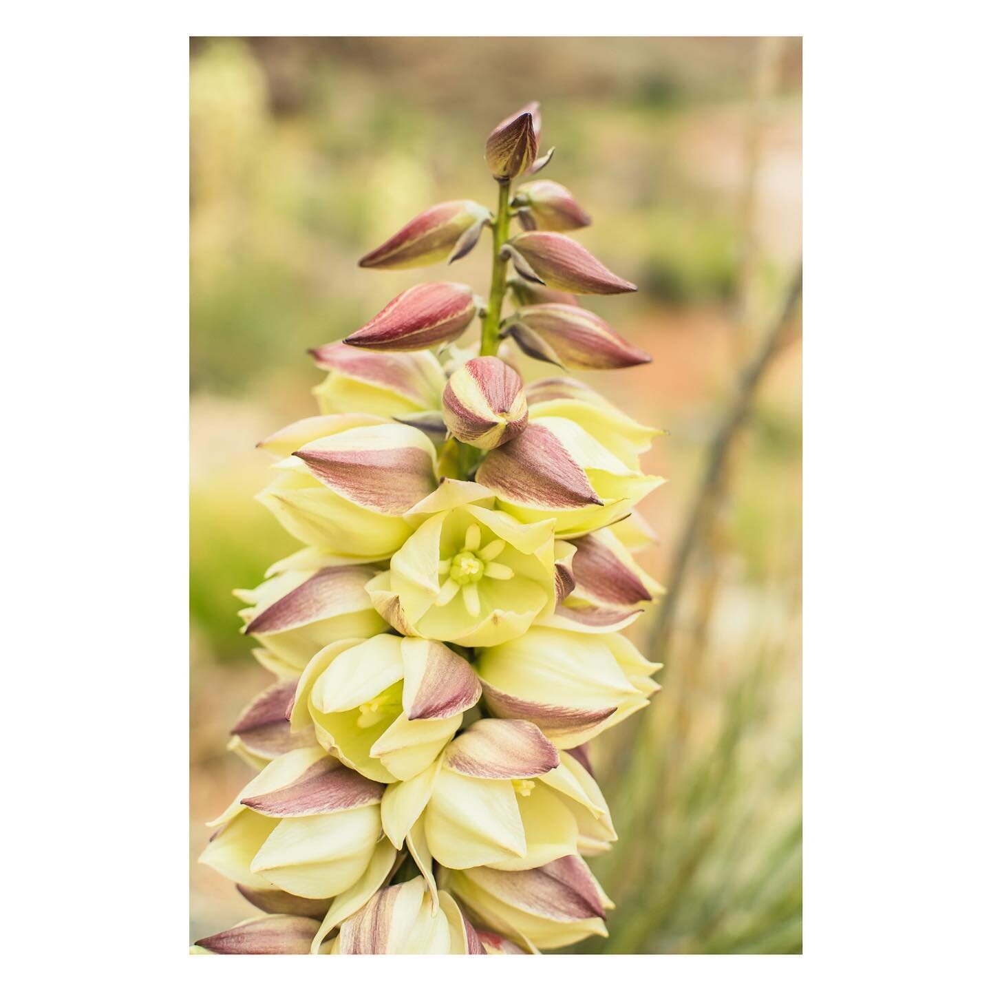 A Mother&rsquo;s Day Narrowleaf Yucca flower for you to enjoy.

#mothersday #givethegiftofflowers #flower #narrowleafyucca #desertflowers #springbloom #mamalove #giveherlotsoflove