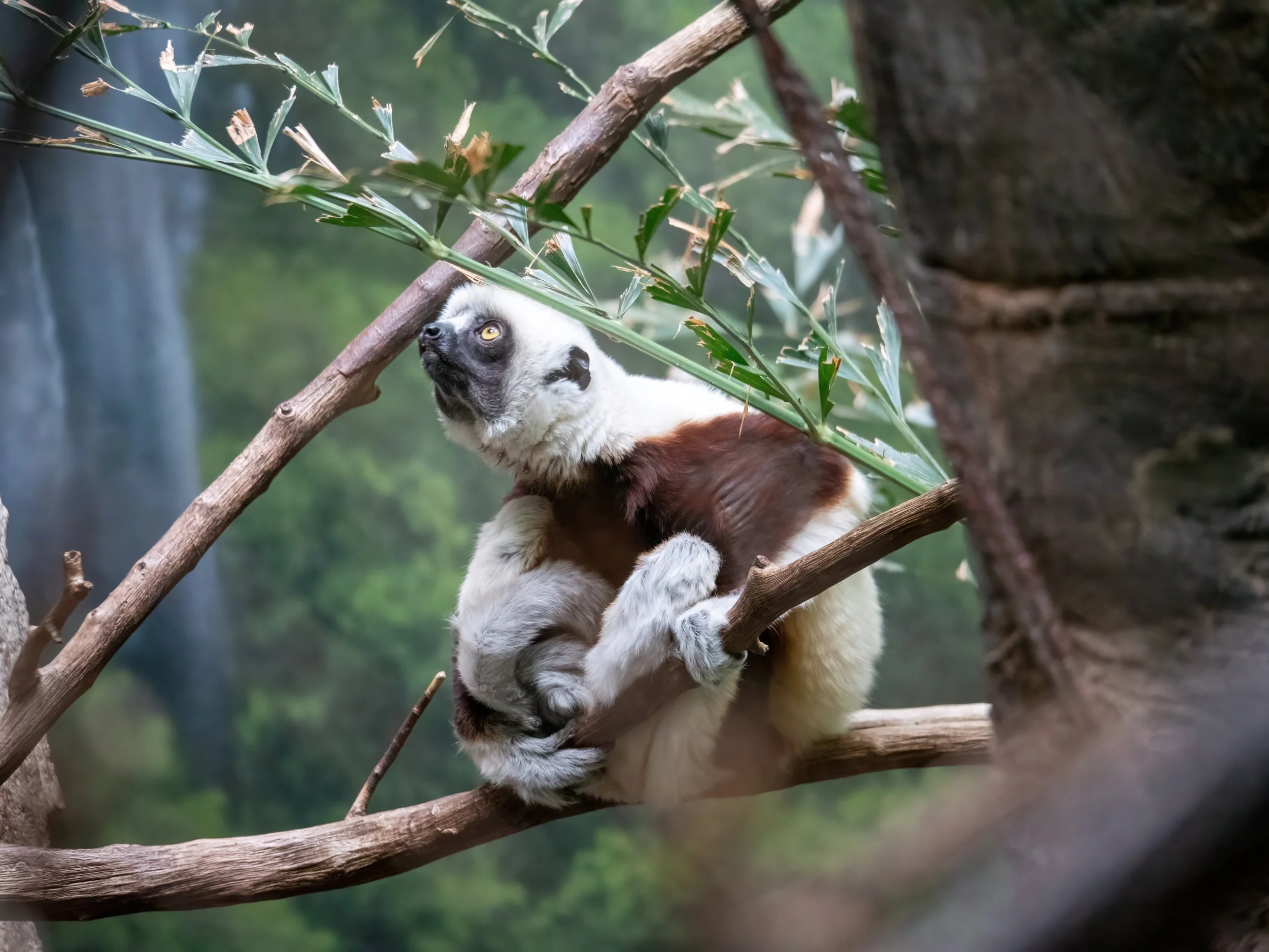 Photos of the wildlife that call the Bronx Zoo, home...