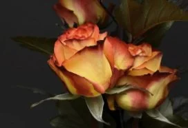Healing from Cassandra Syndrome: Embracing Post-Traumatic Growth for Empowerment