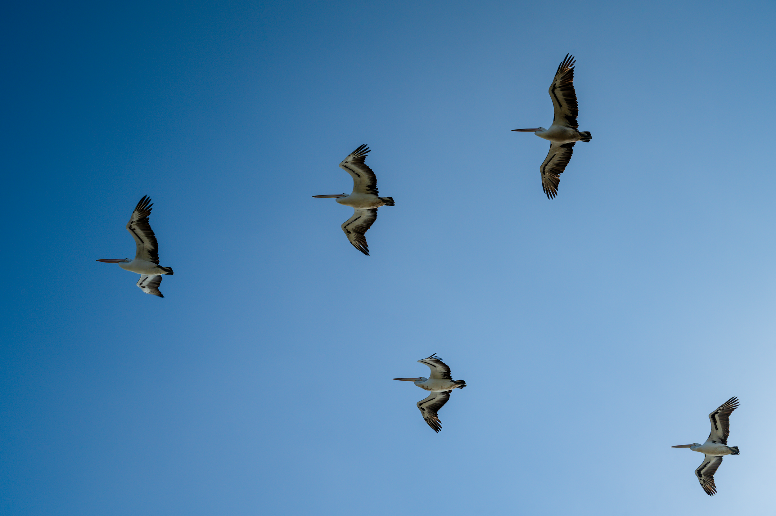 1 VLW Photography - GustyPelicans - Nikon - June 2025.png