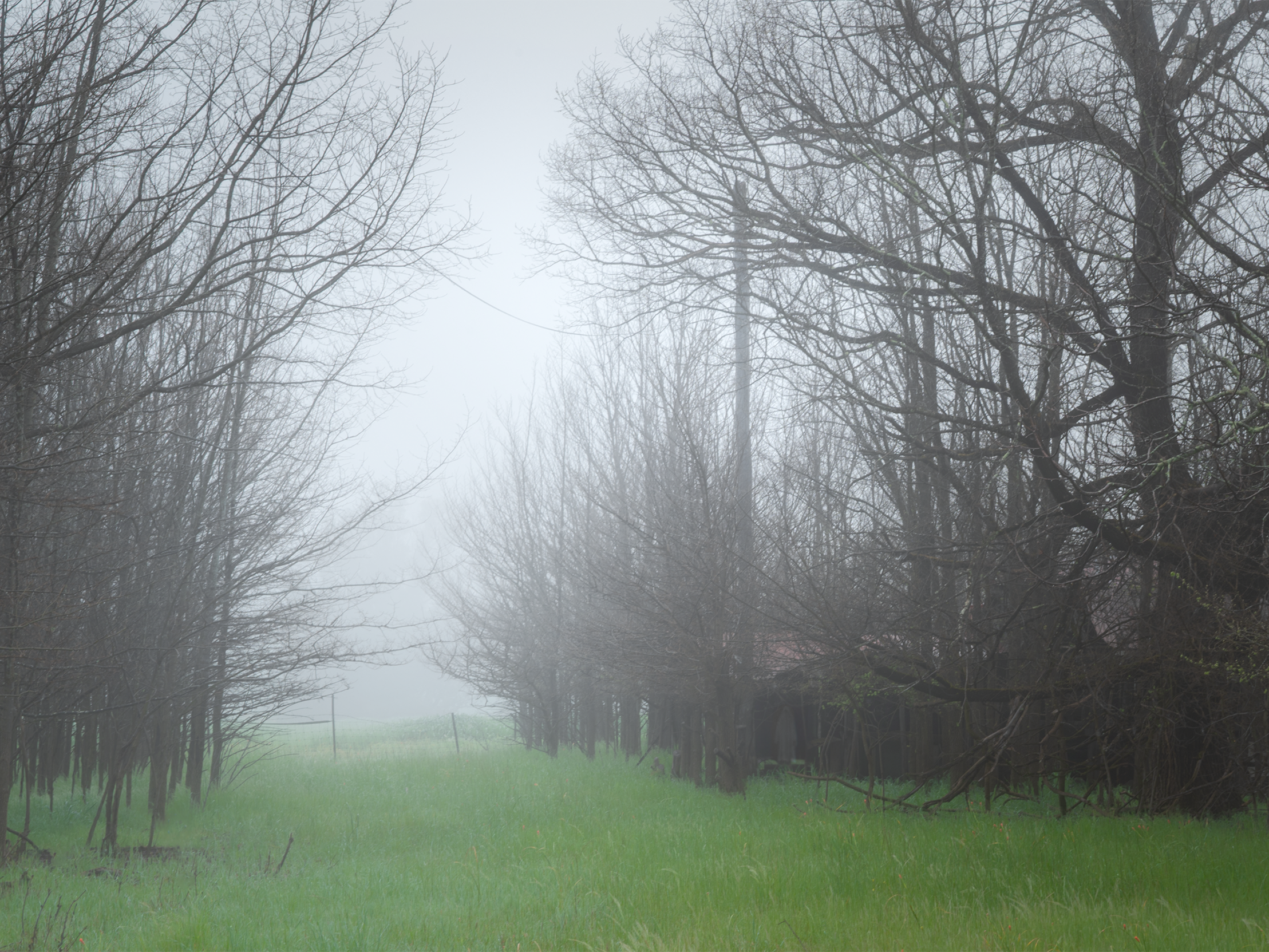 A misty scene in a grove of dead trees