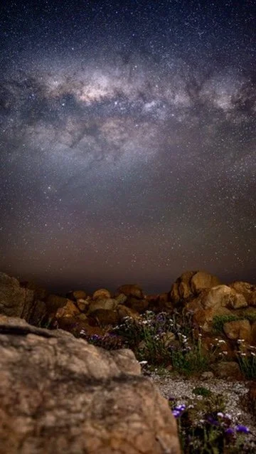 Wild Stars: 1/1