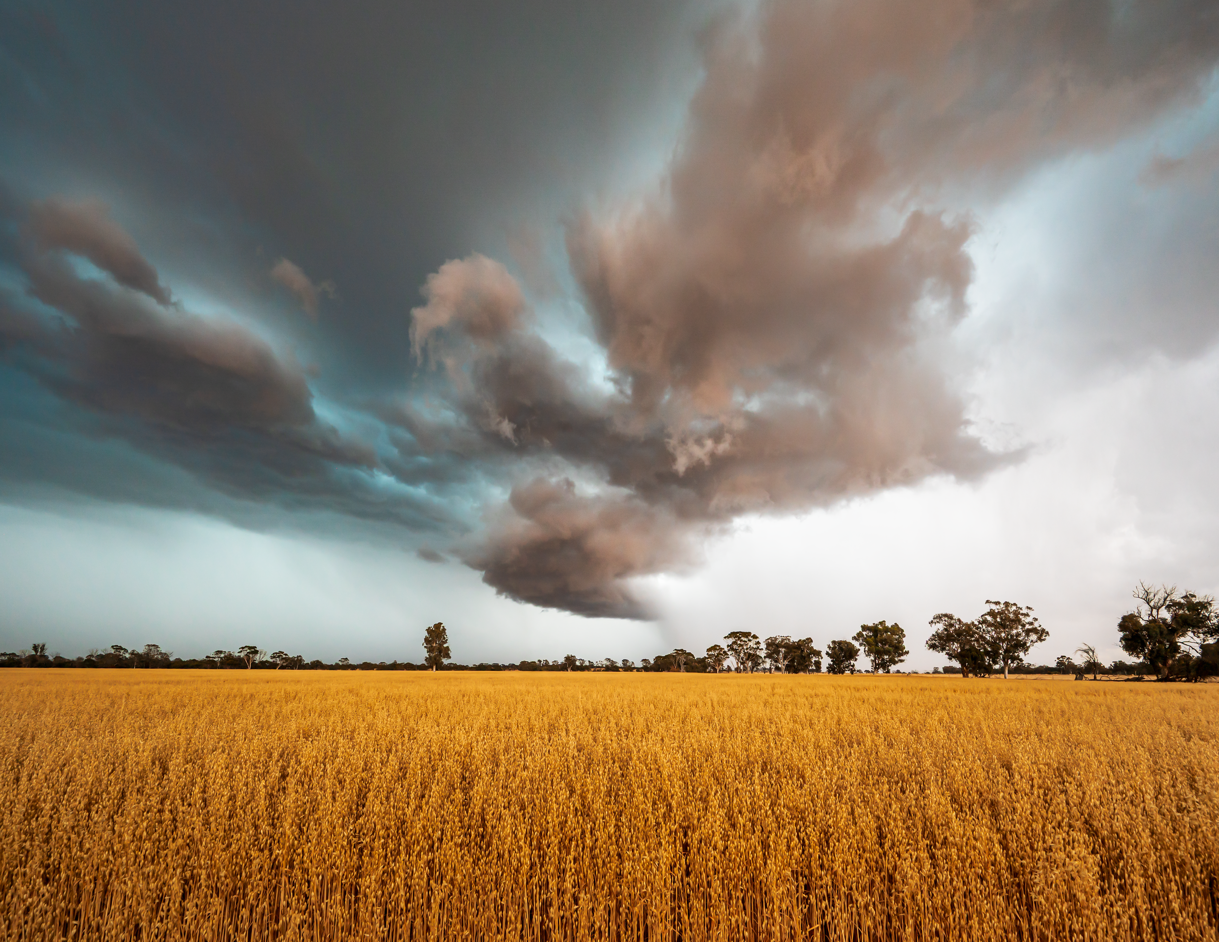 VLW Photography - Nikon -  WheatPaddock 2025.png