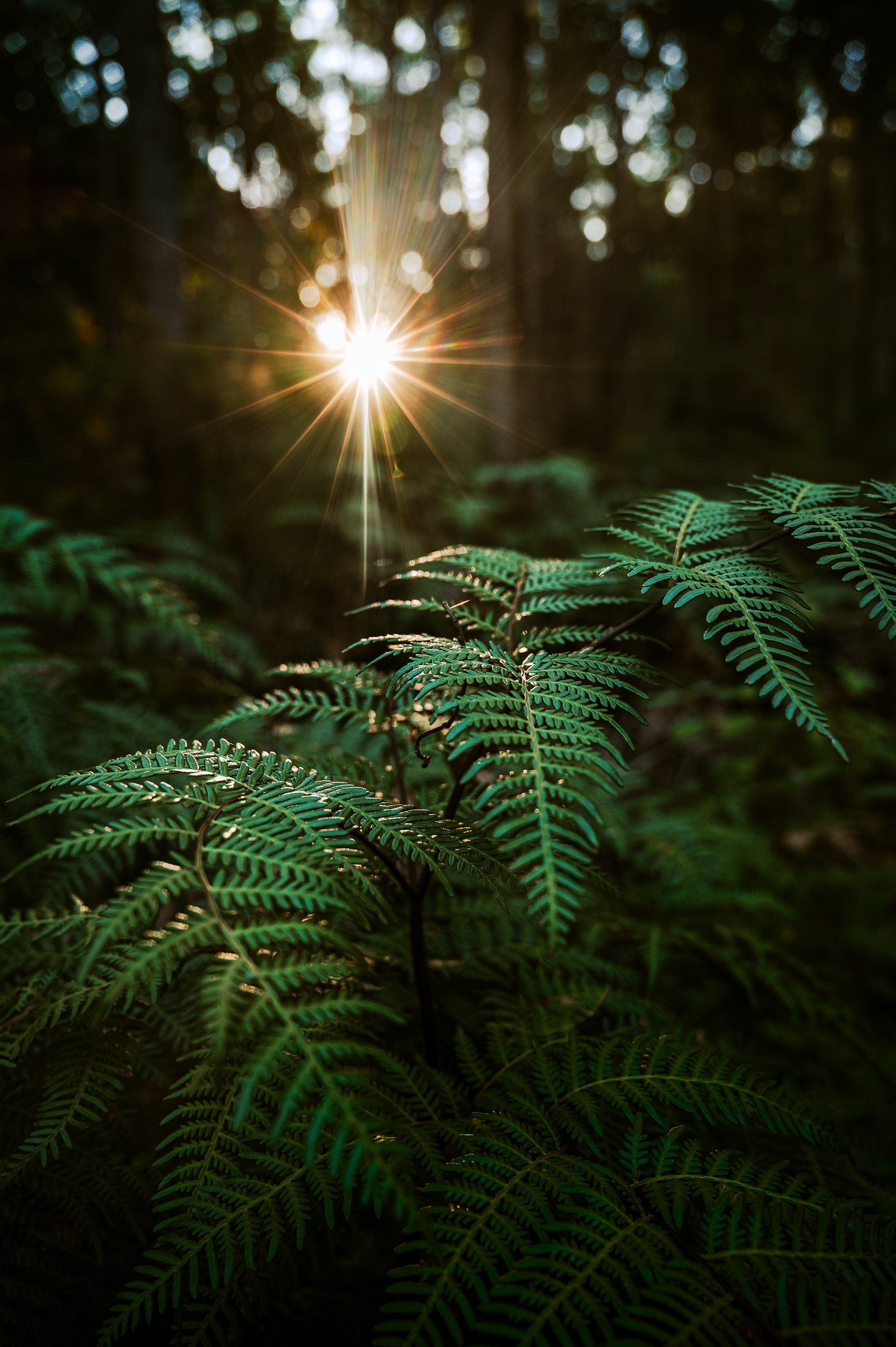 1 VLW Photography - EveningLight - Nikon - June 2025.png