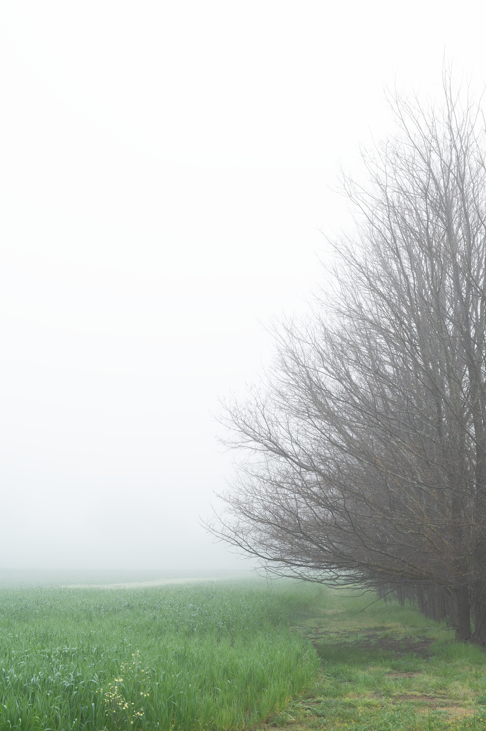 VLW Phototgraphy - Nikon - BranchOut.png