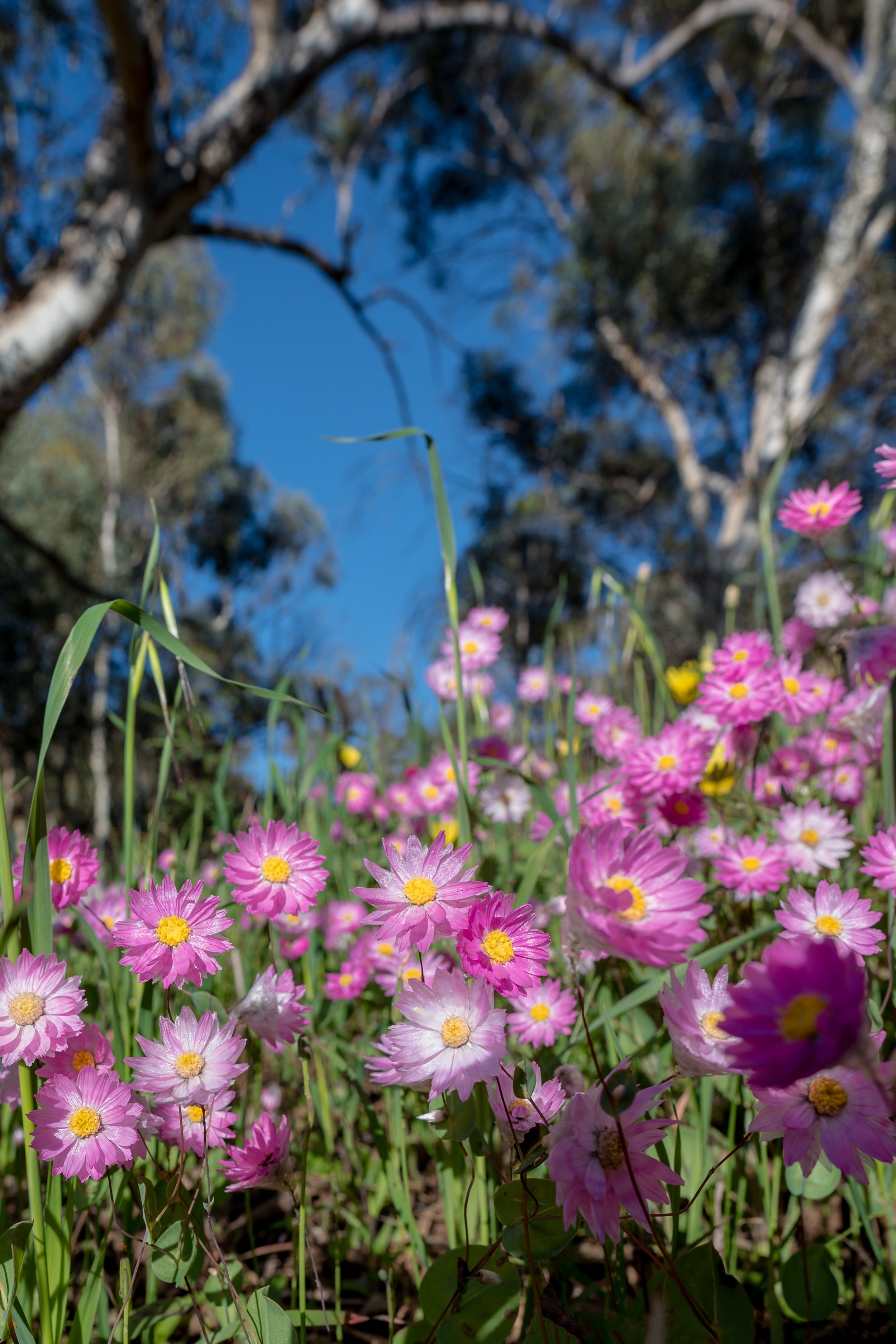 VLW Photography EverLasting.jpg