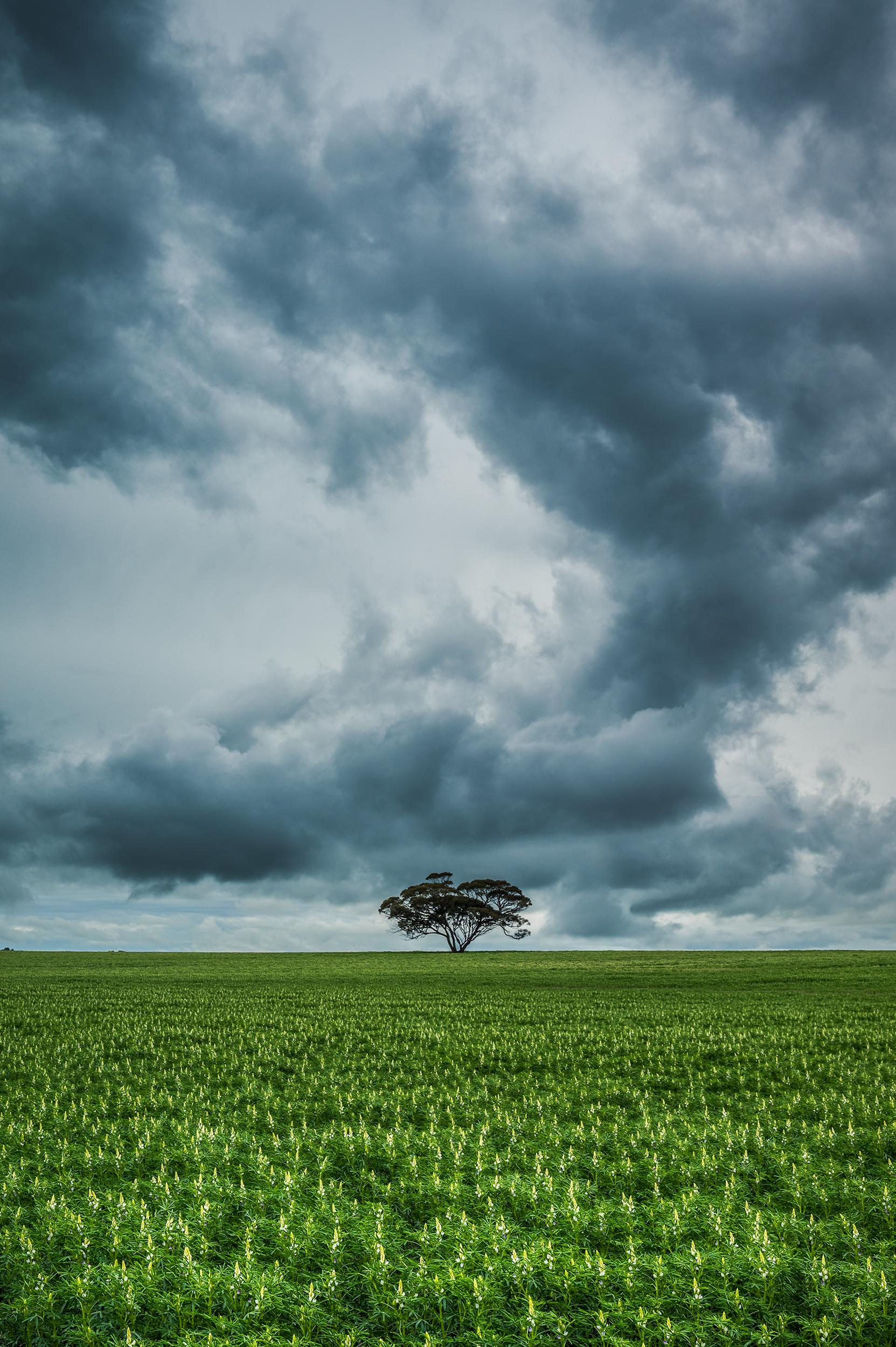 2vVLW Phototgraphy - Nikon - MOODYLUPIN.png