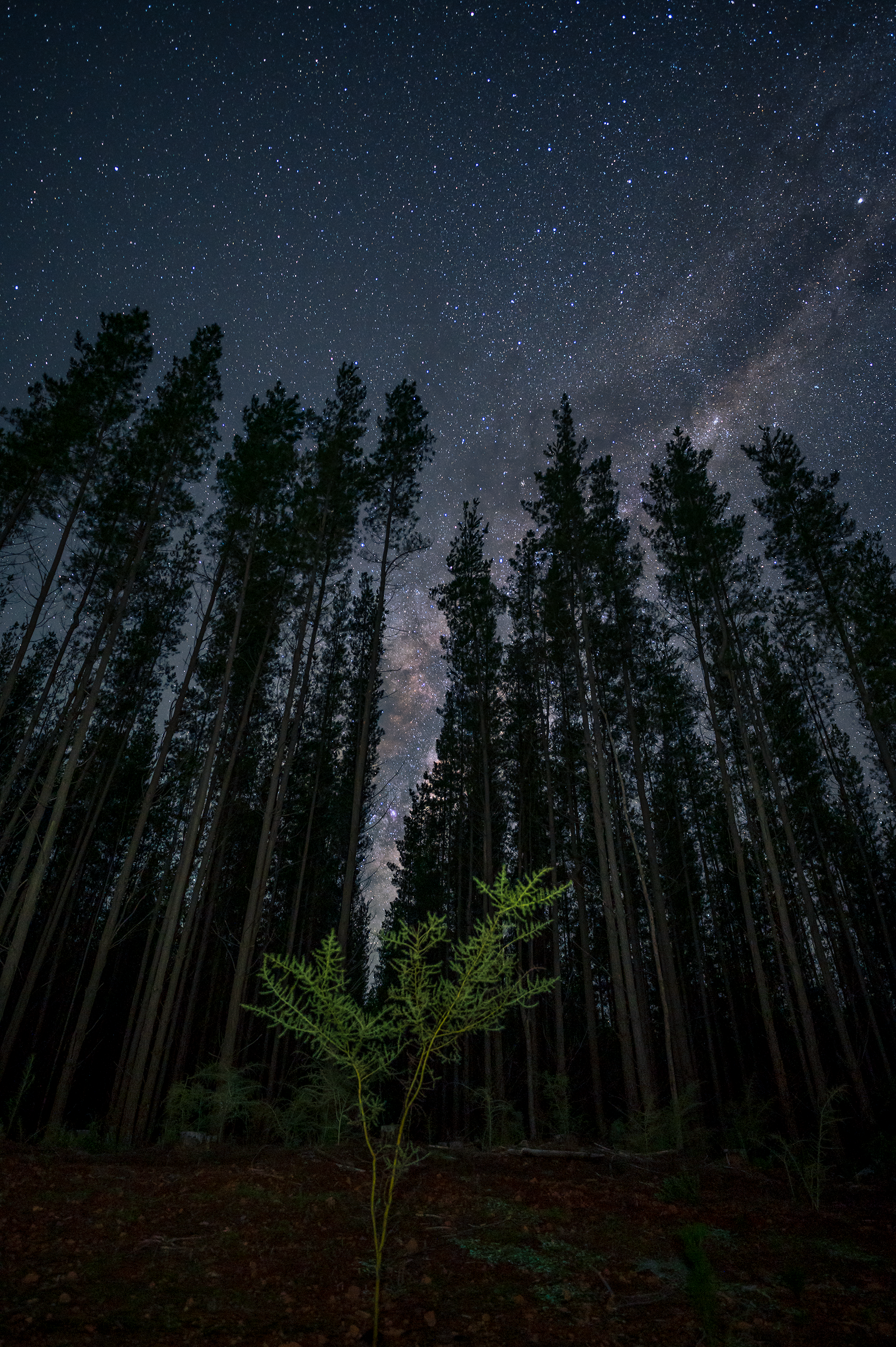 VLW Photography - PineStars - Nikon - June 2025.png