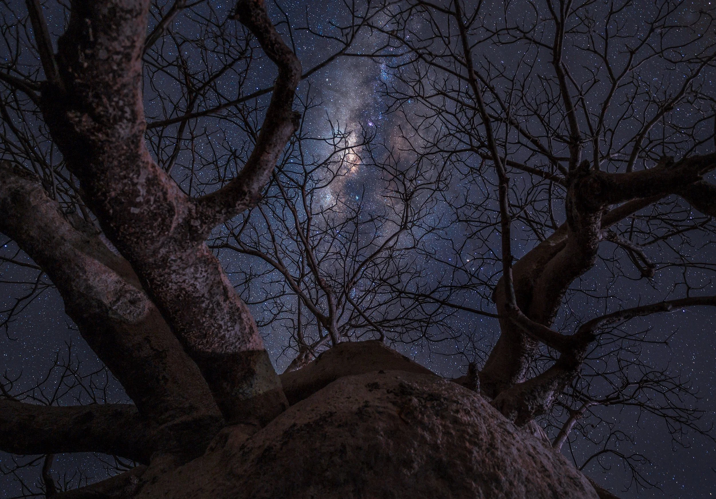 VLW Photography AstroTree 2026 Socials.jpeg