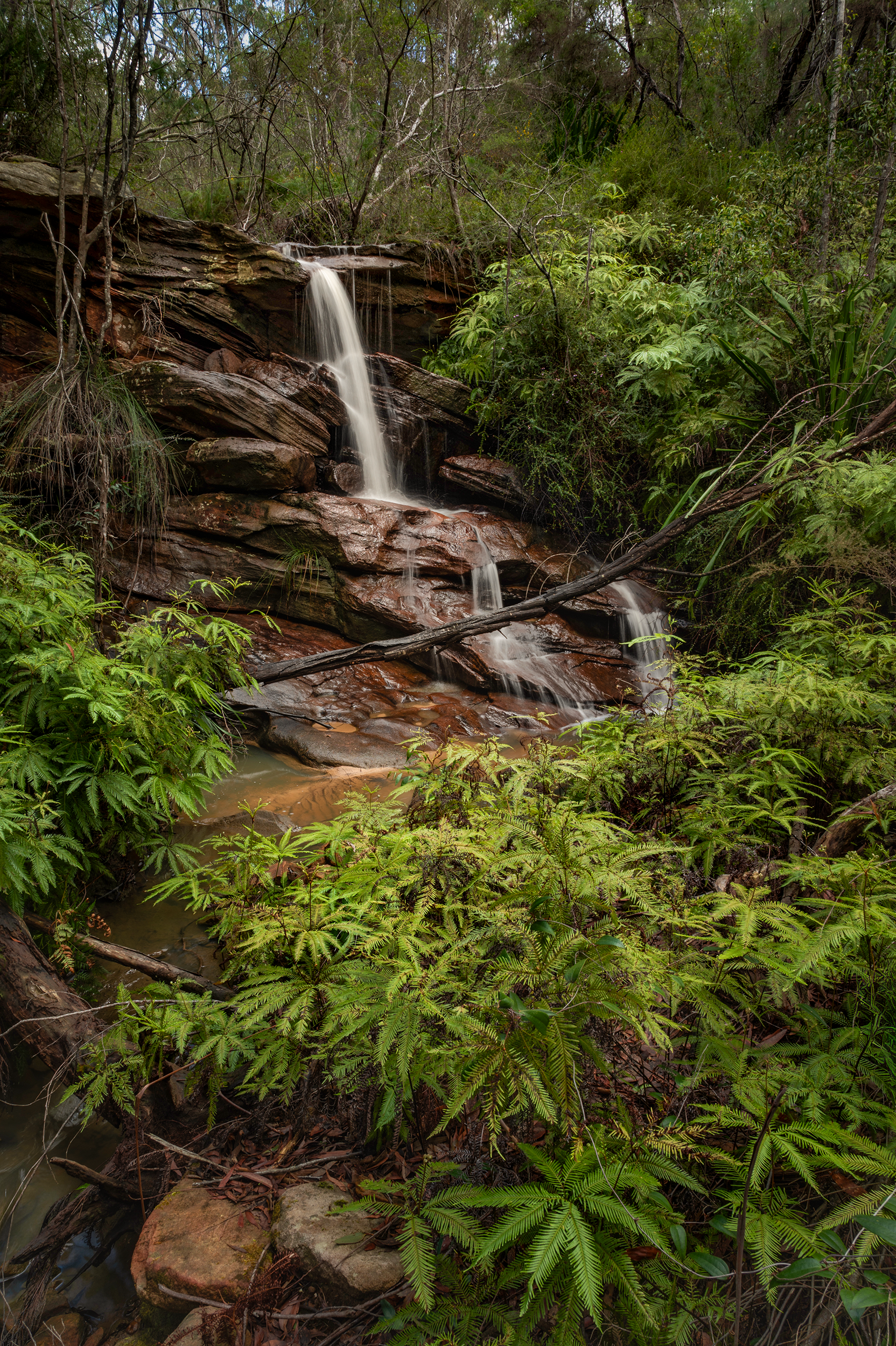 VLW Phototgraphy - Nikon - PlantationSpot.png