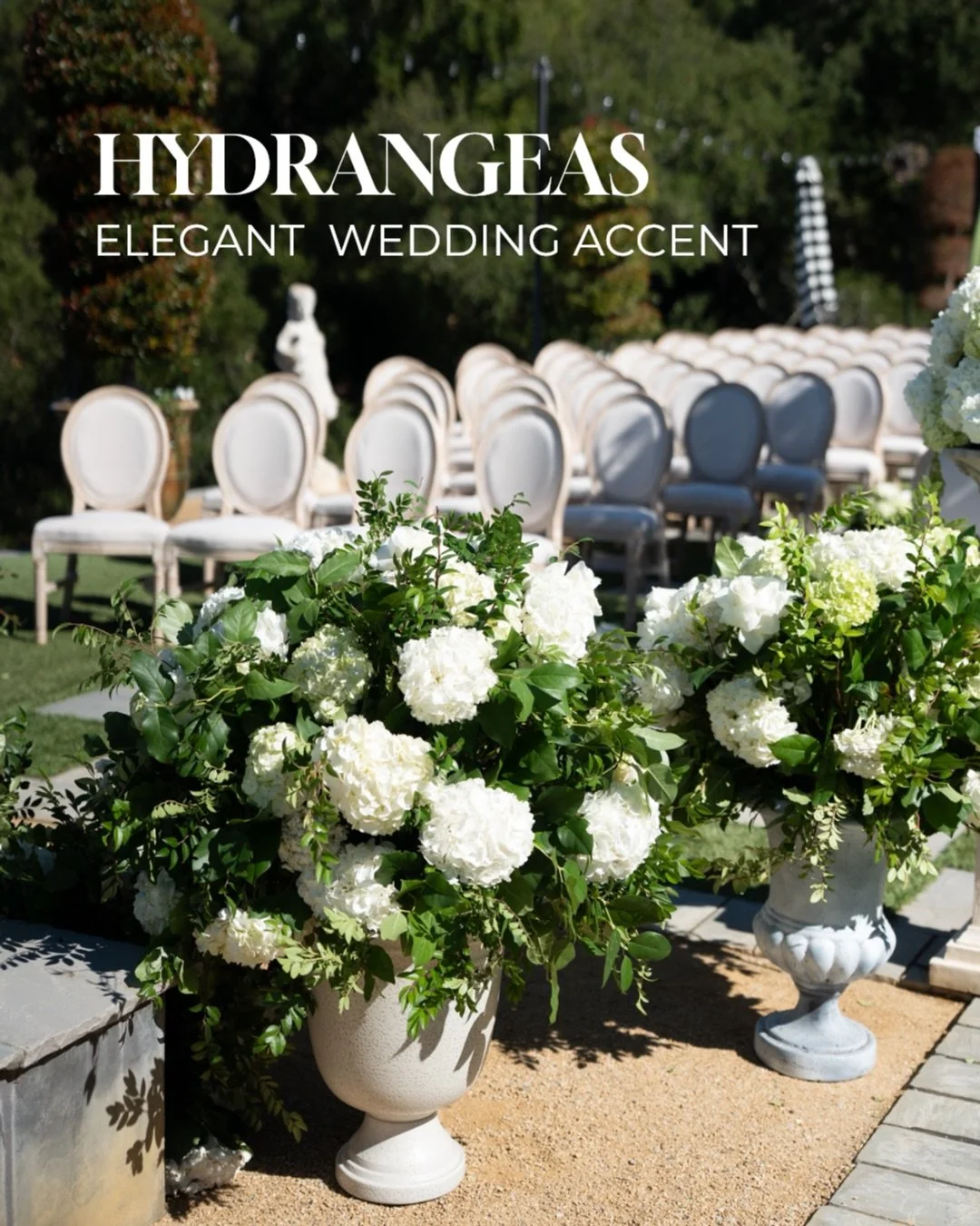 Hydrangeas bring timeless elegance and soft romance to any wedding. Their lush, voluminous blooms instantly enhance the beauty of bouquets, ceremony arches, and table d&eacute;cor, creating a refined and cohesive look.

They pair beautifully with ros