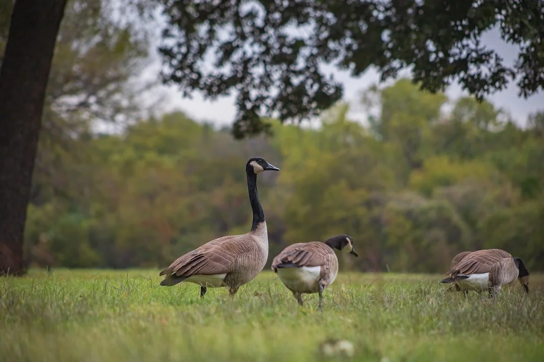 Goose2.jpeg