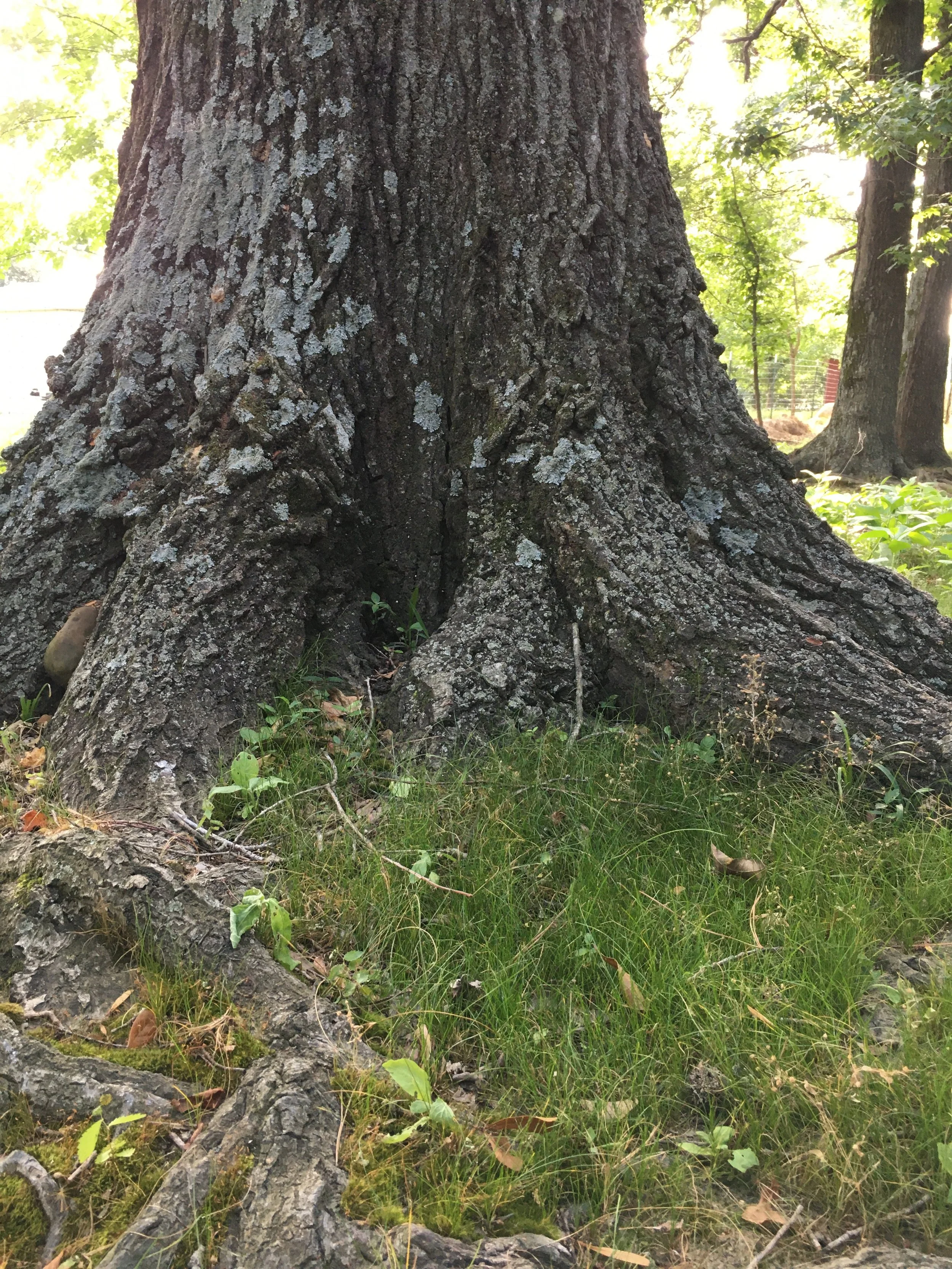 Tree trunk in woods.JPG