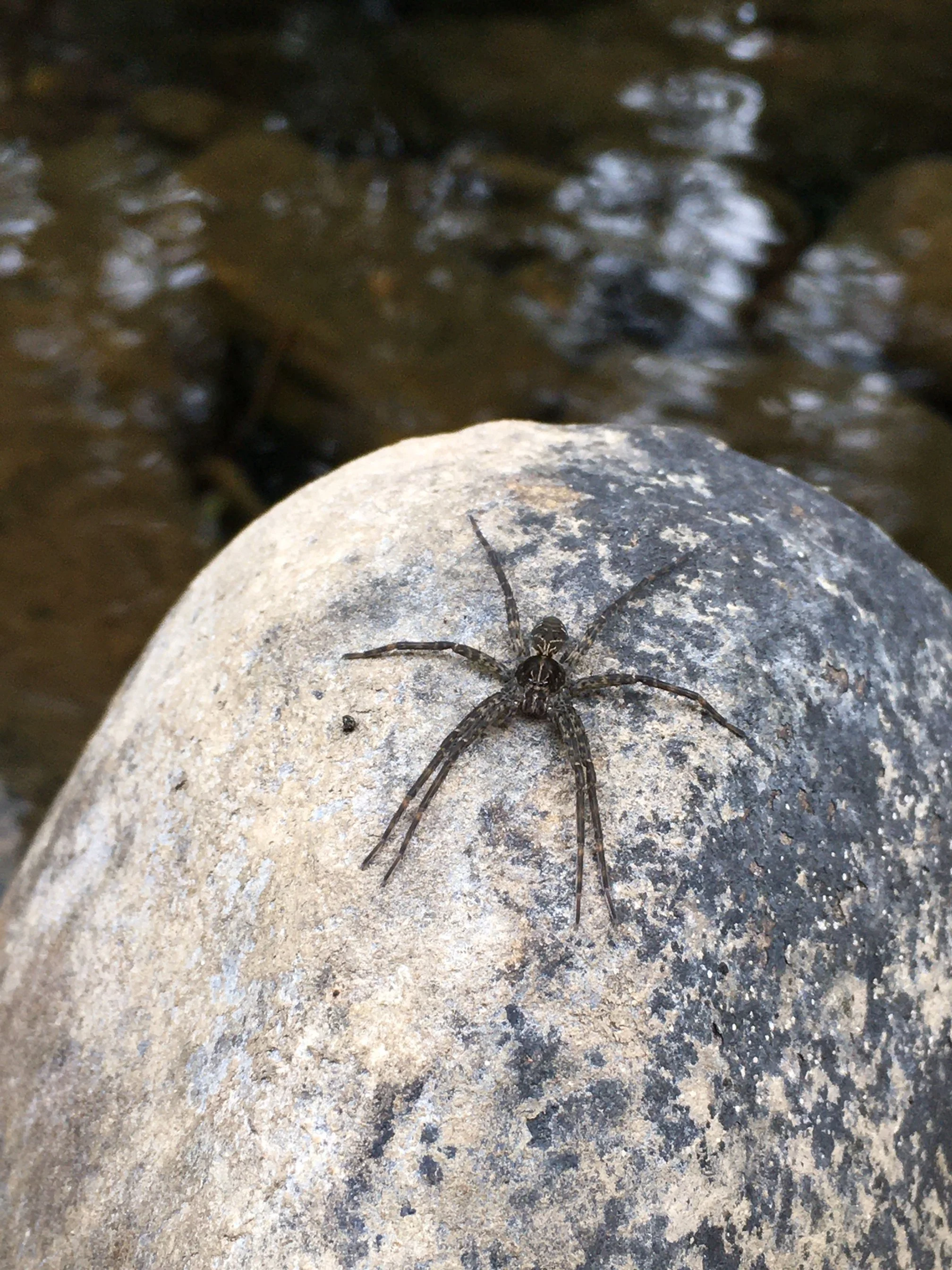 CreekSpider_8_12_23.JPG
