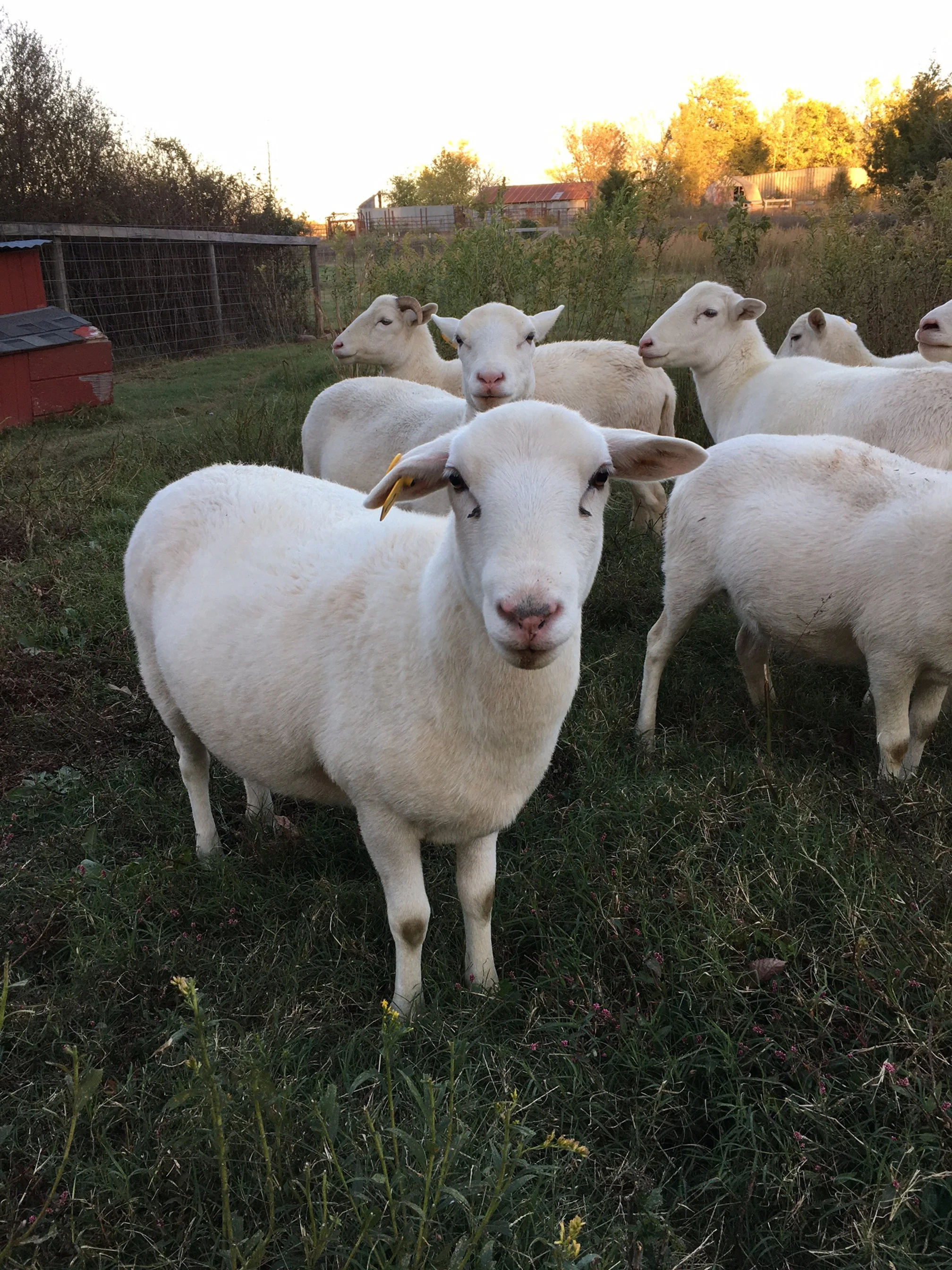 Sheep 10_30_23.JPG