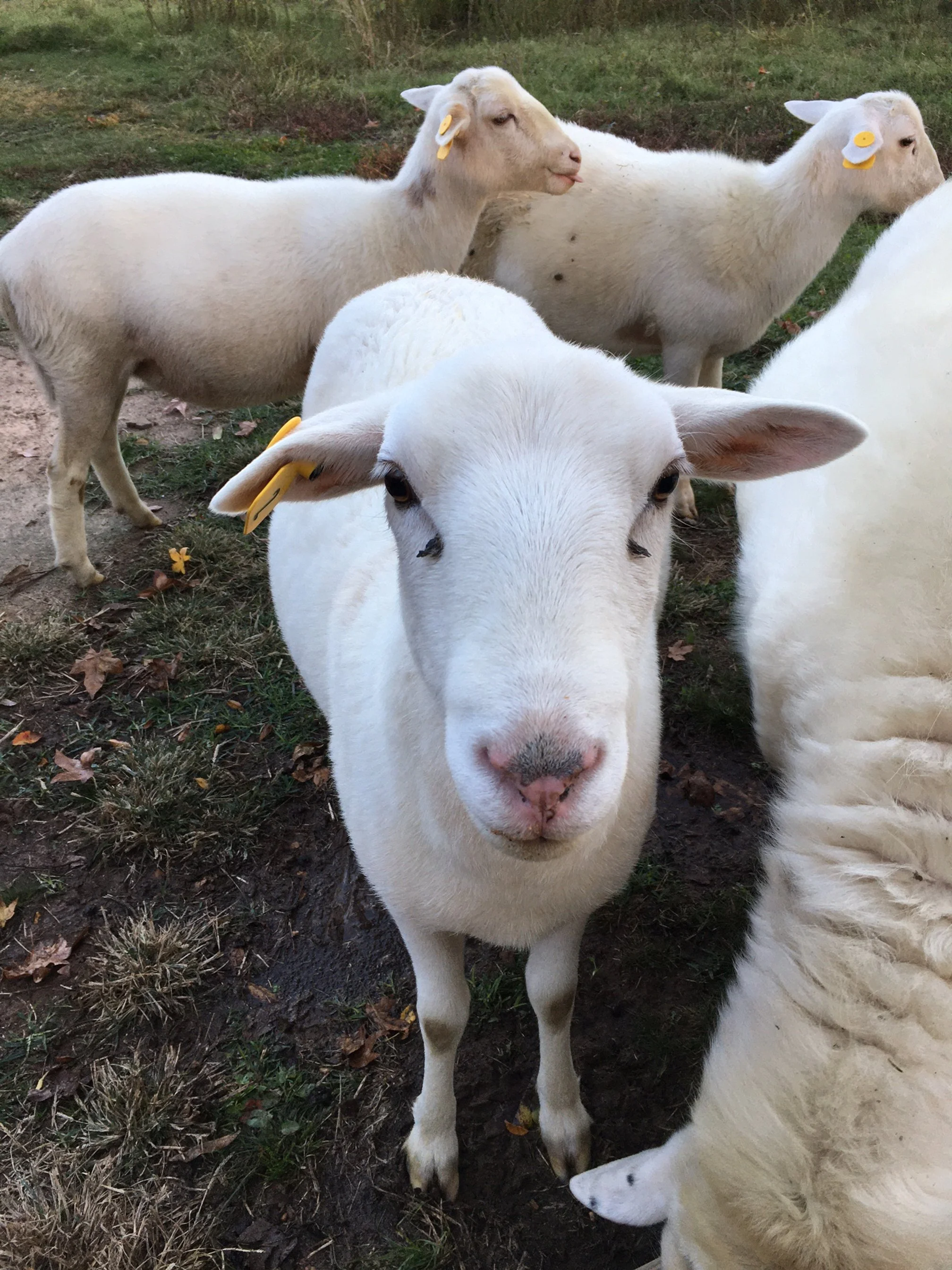 Sheep1 10_30_23.JPG