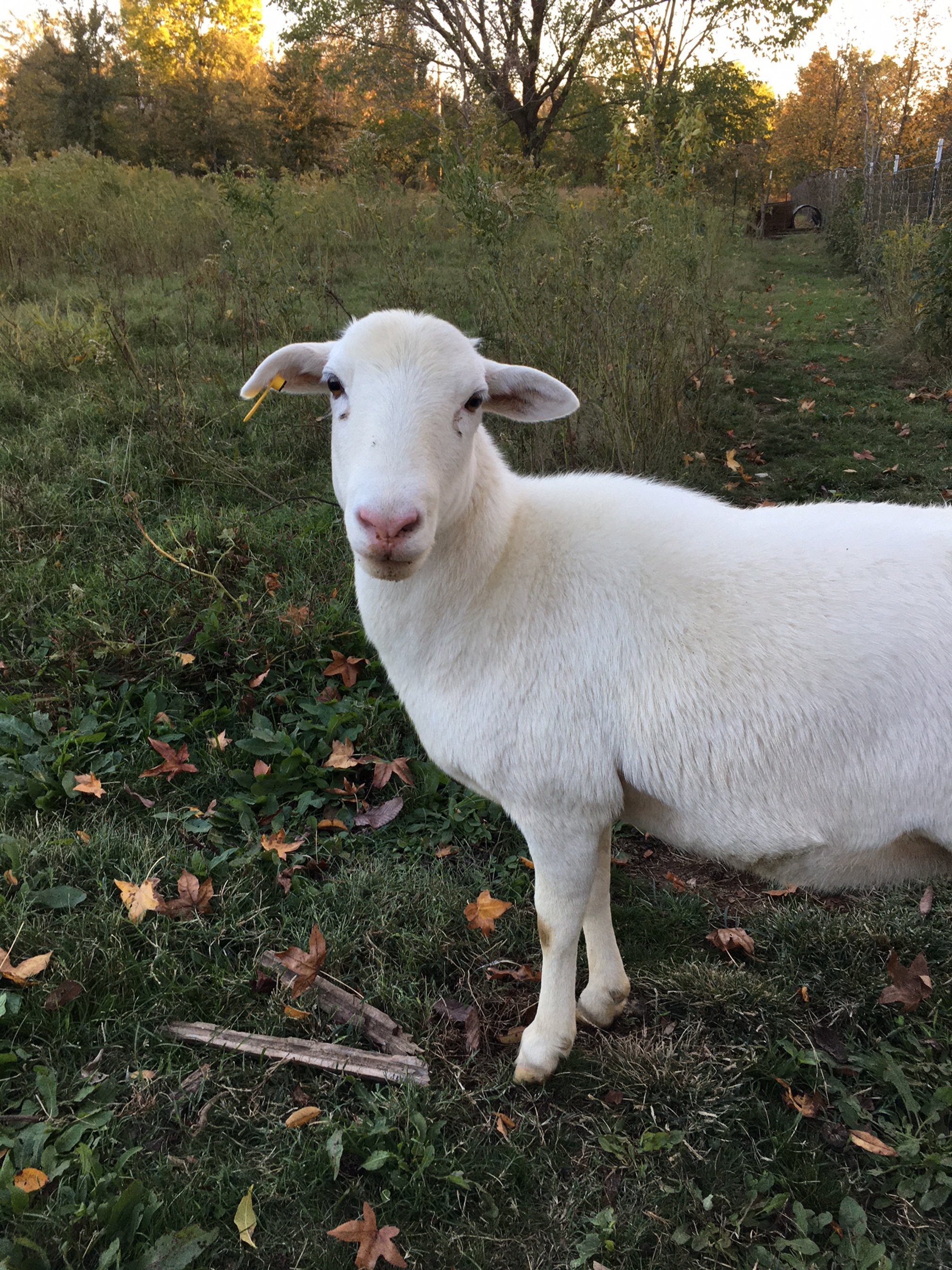 Sheep2 10_30_23.JPG