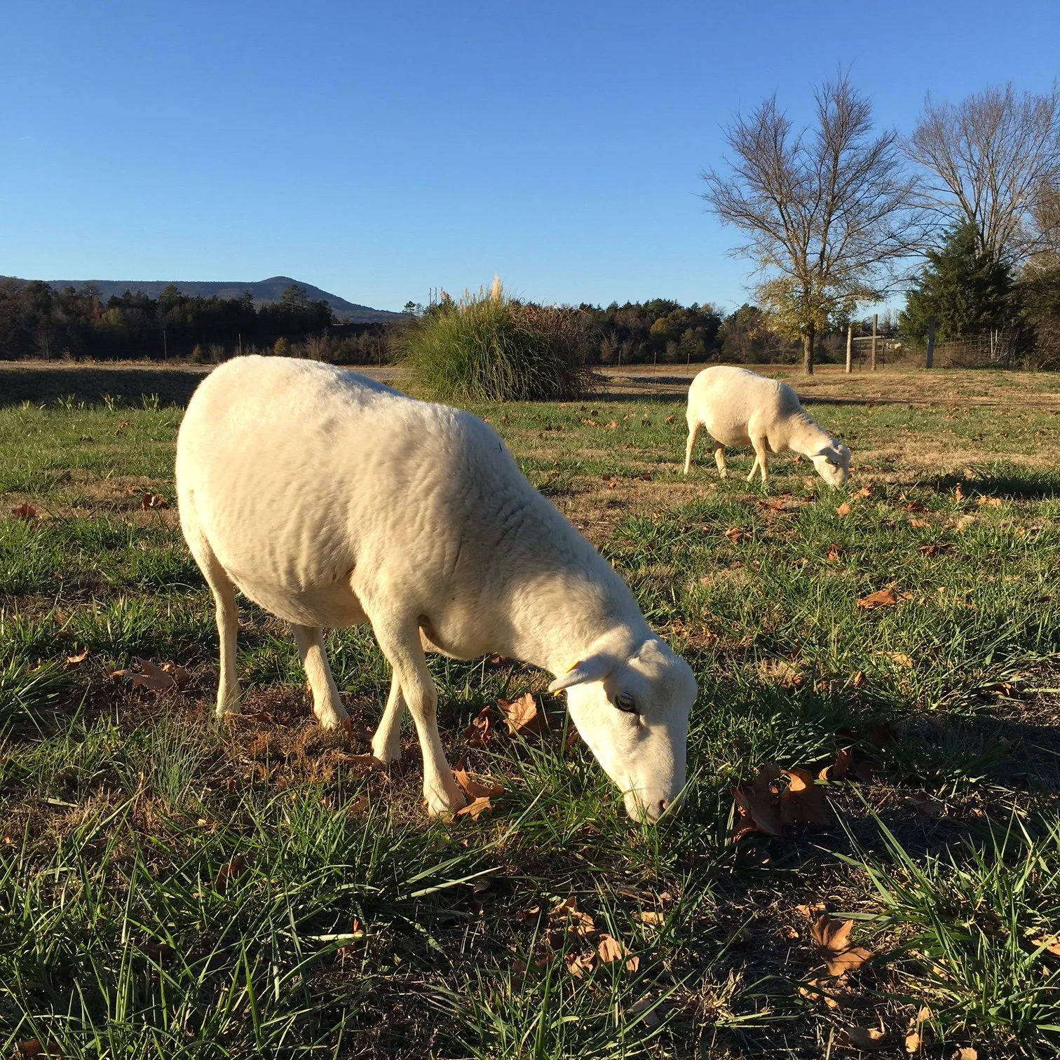 Sheep In Yard.JPG
