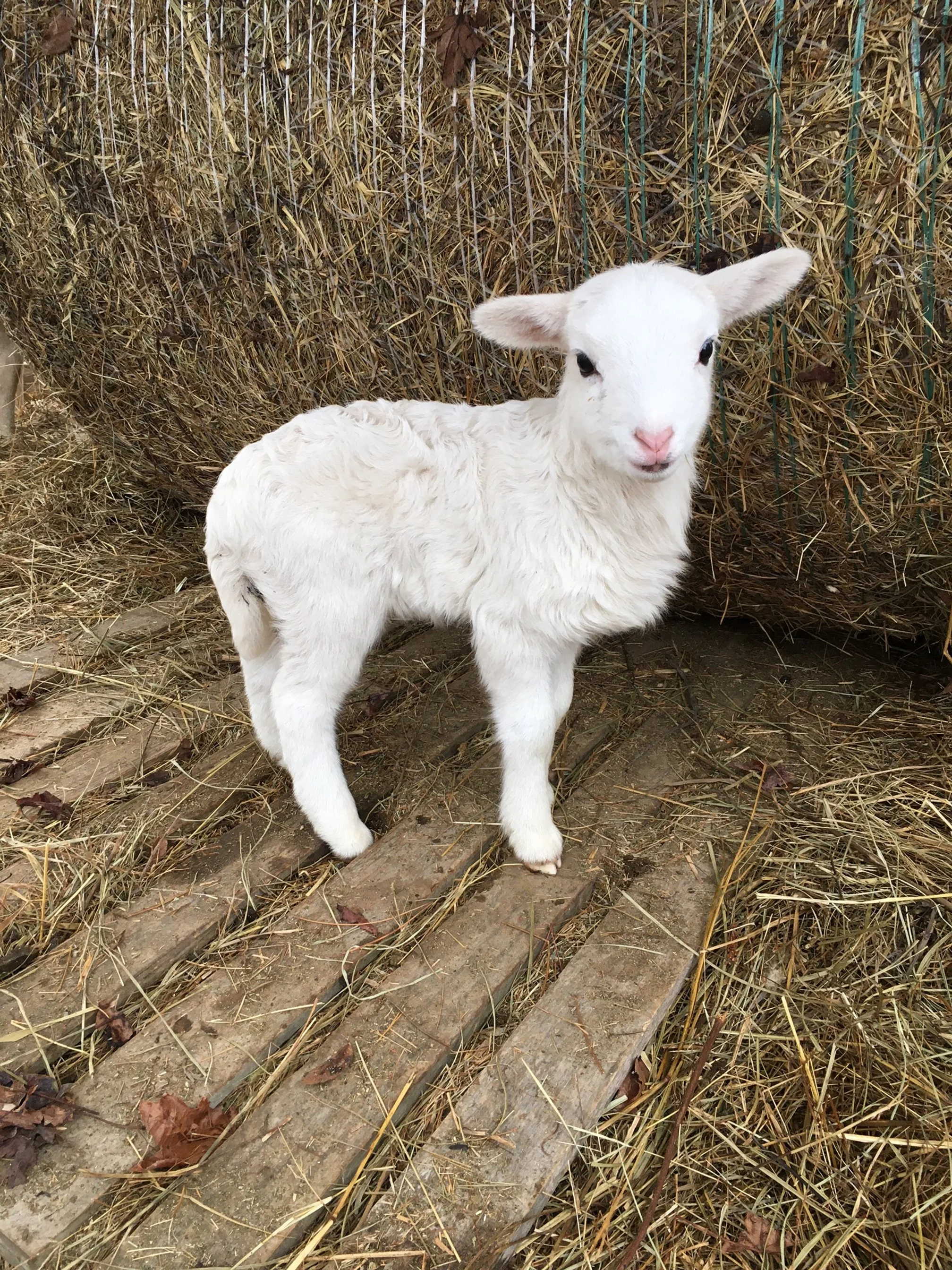 Adopted Lamb.JPG