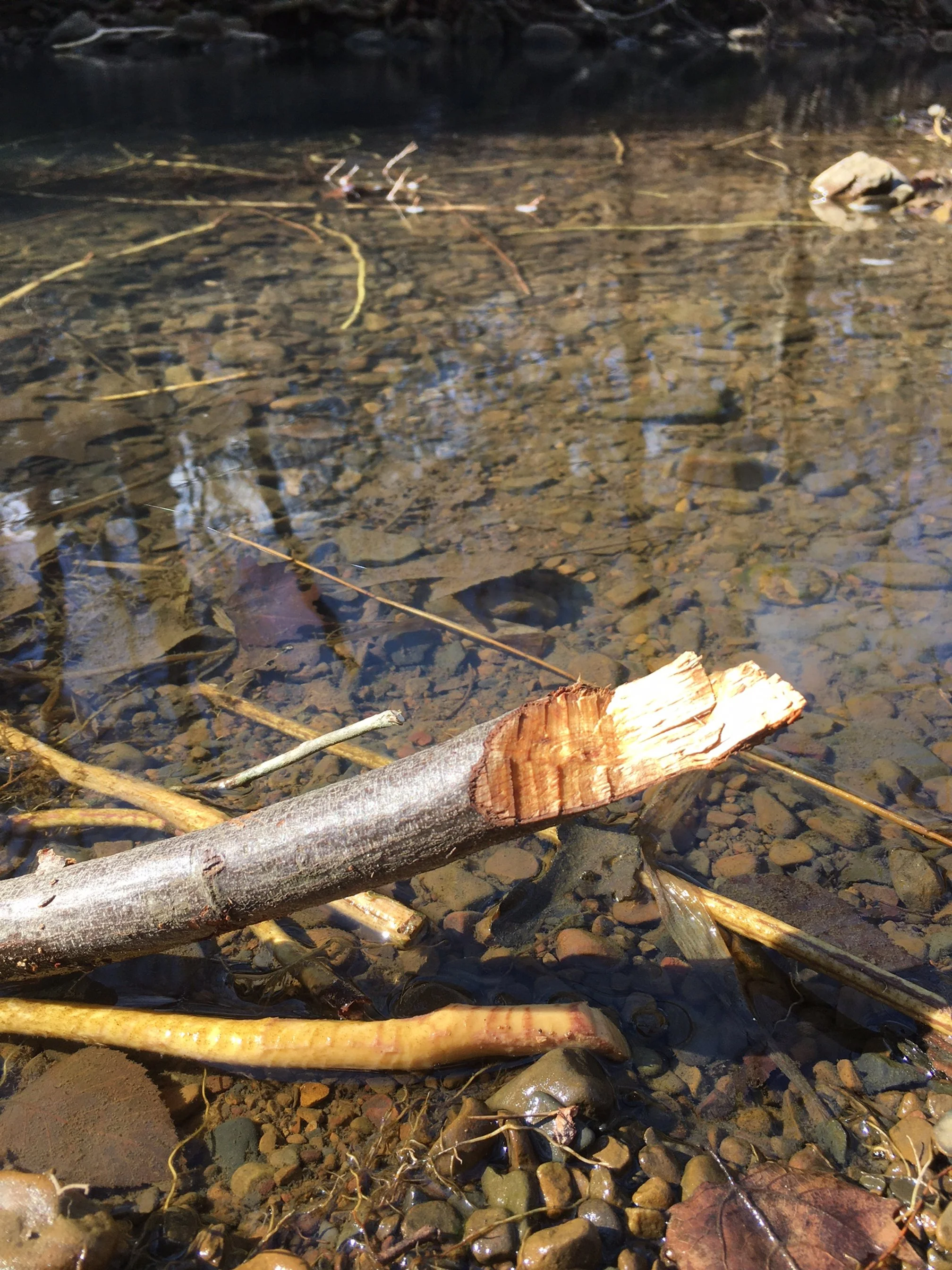 BeaverStick1.JPG