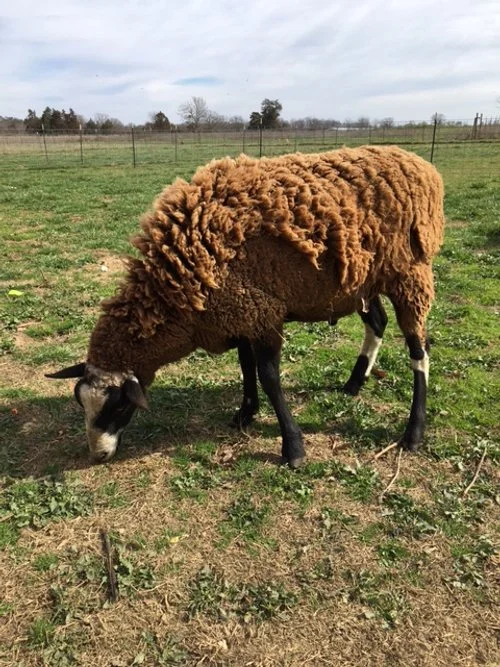wether_brown.JPG