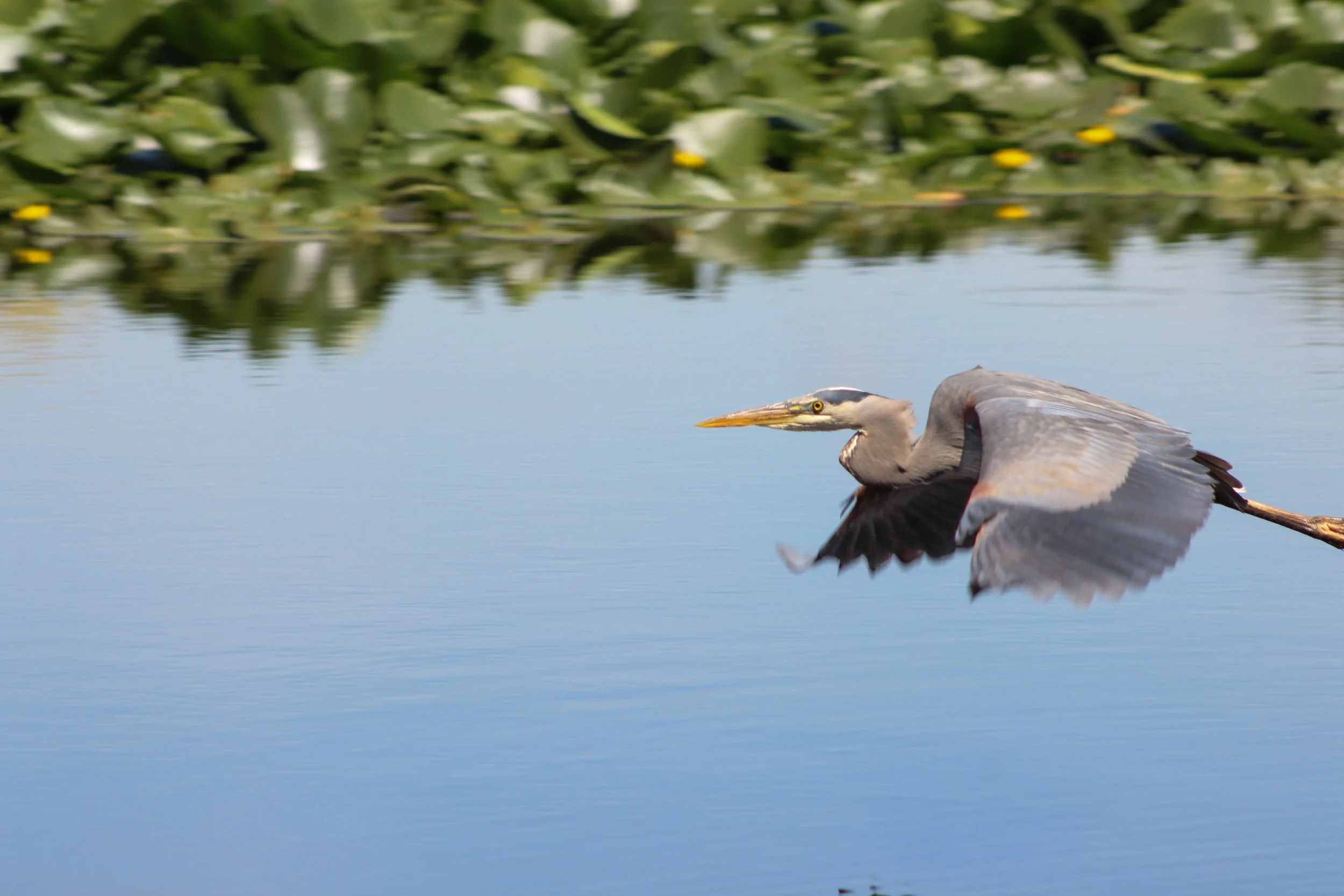 bird-birds-canadian-geese-crow-pacific-heron-great-blue-17.jpg