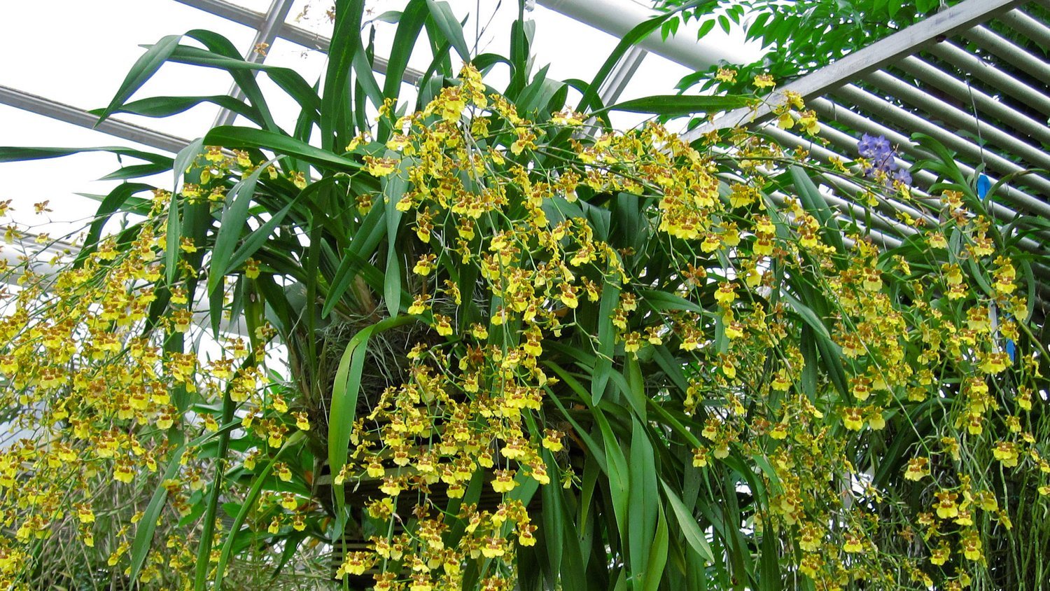 Oncidium-sphacelatum_RB.jpg