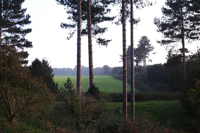 A quiet clearing in a coniferous pine forest, believed to be the site of the December 1980 Rendlesham Forest UFO landing.