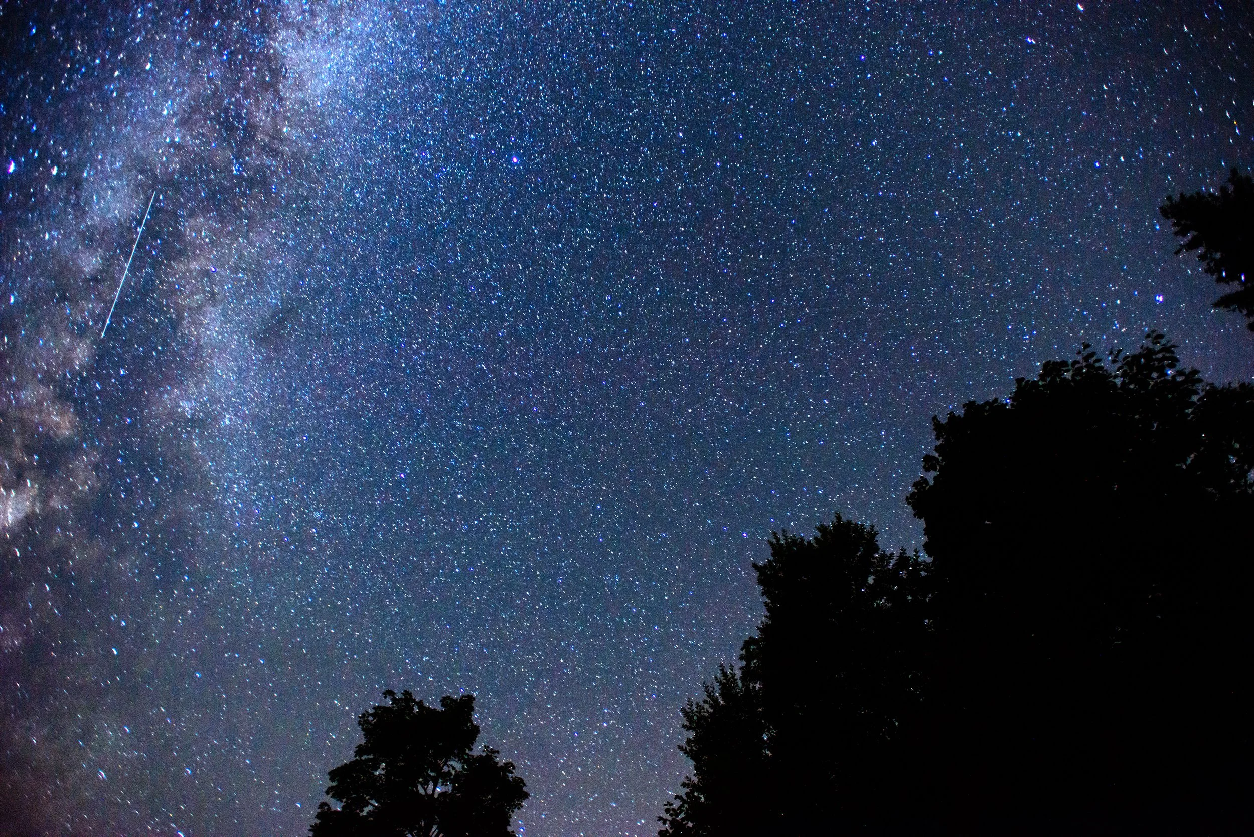 Night sky filled with countless stars and the Milky Way galaxy structure, with silhouettes of trees in the foreground.