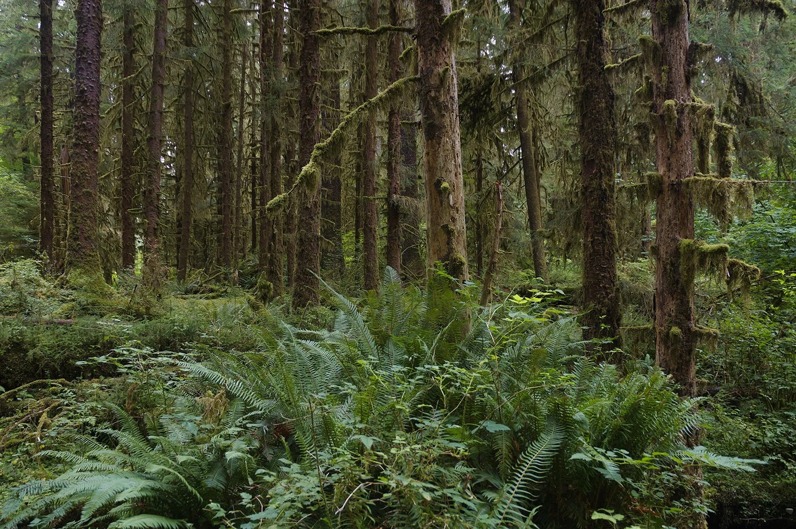 190929-MSA-Blog-OlympicPeninsula-23.jpg