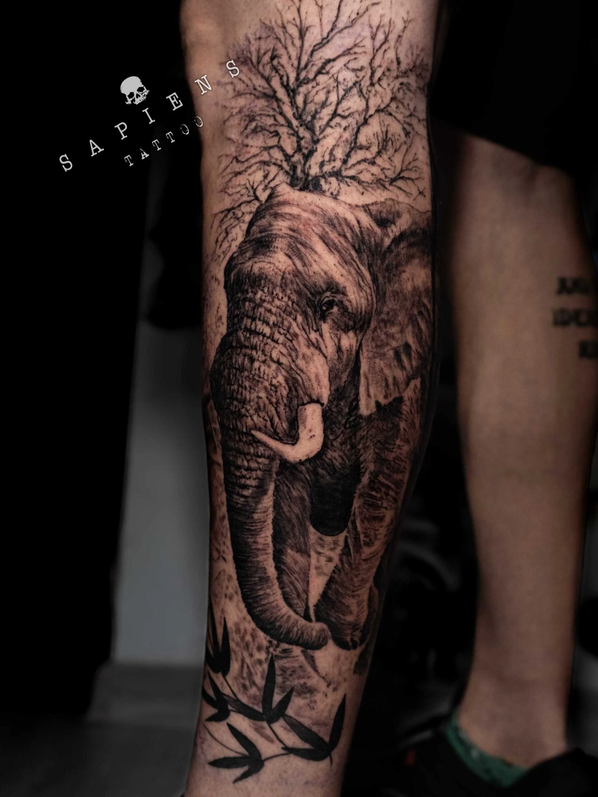 tatuaj realistic in stil black and gray cu un elefant pe picior