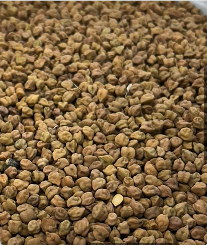 Close-up of a surface covered with dry, light-brown chickpeas.