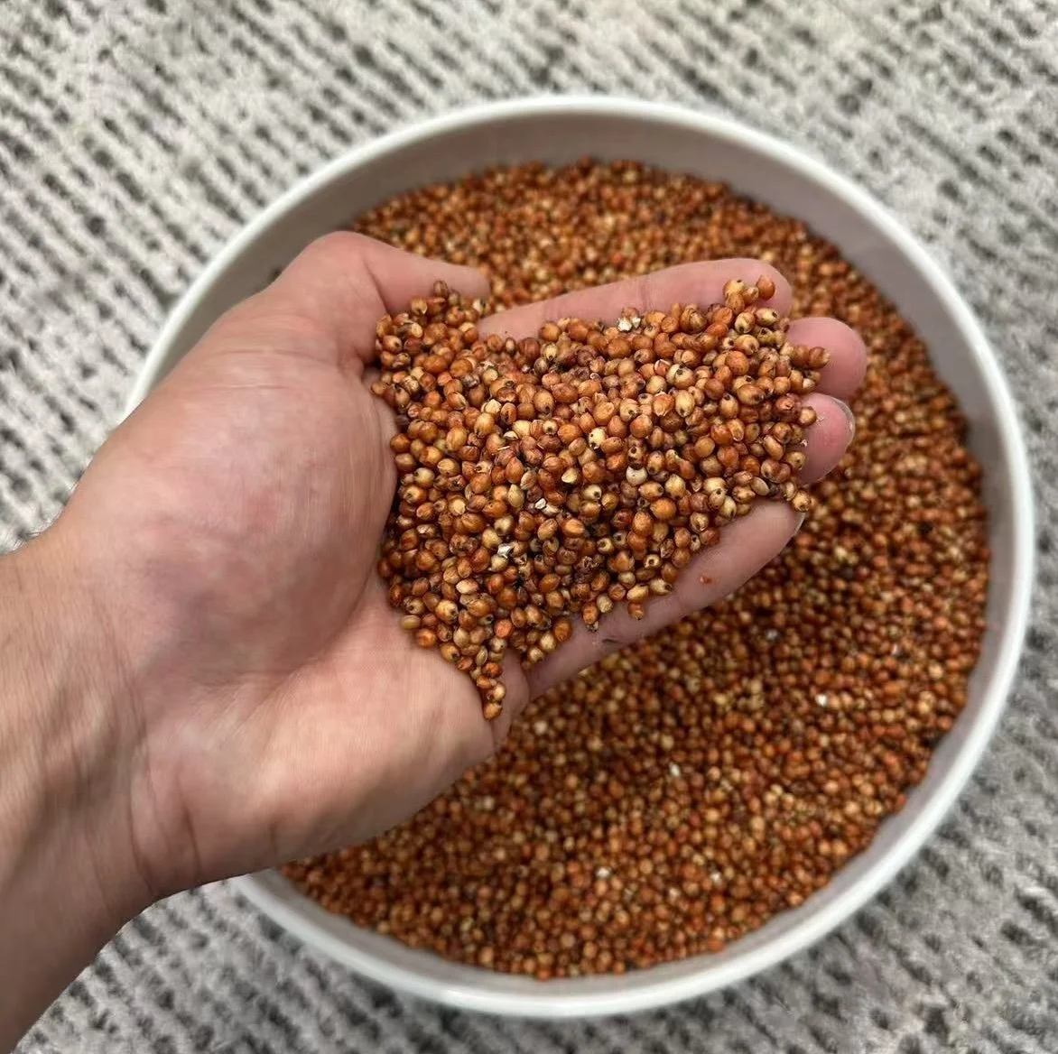 A hand holding sorghum grains over a bowl filled with more sorghum grains on a textured surface.
