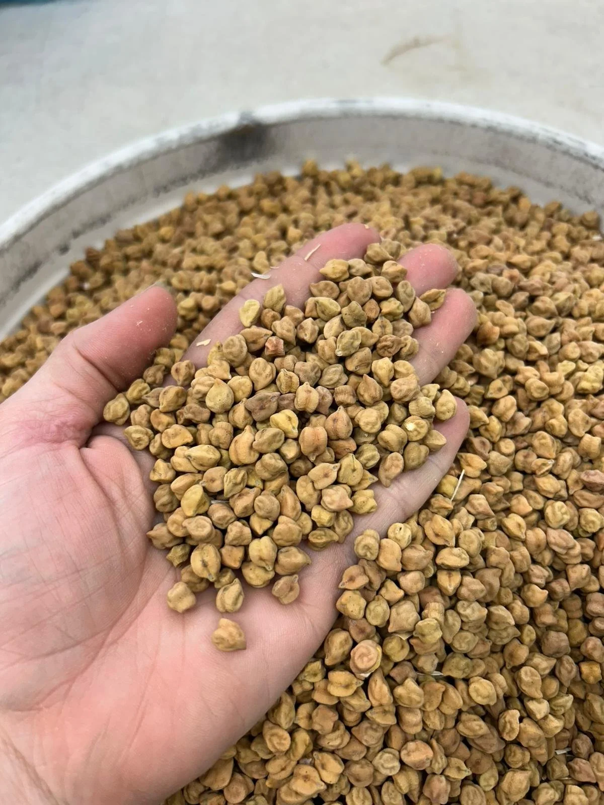 A human hand holding a handful of dried chickpeas over a large container filled with chickpeas.