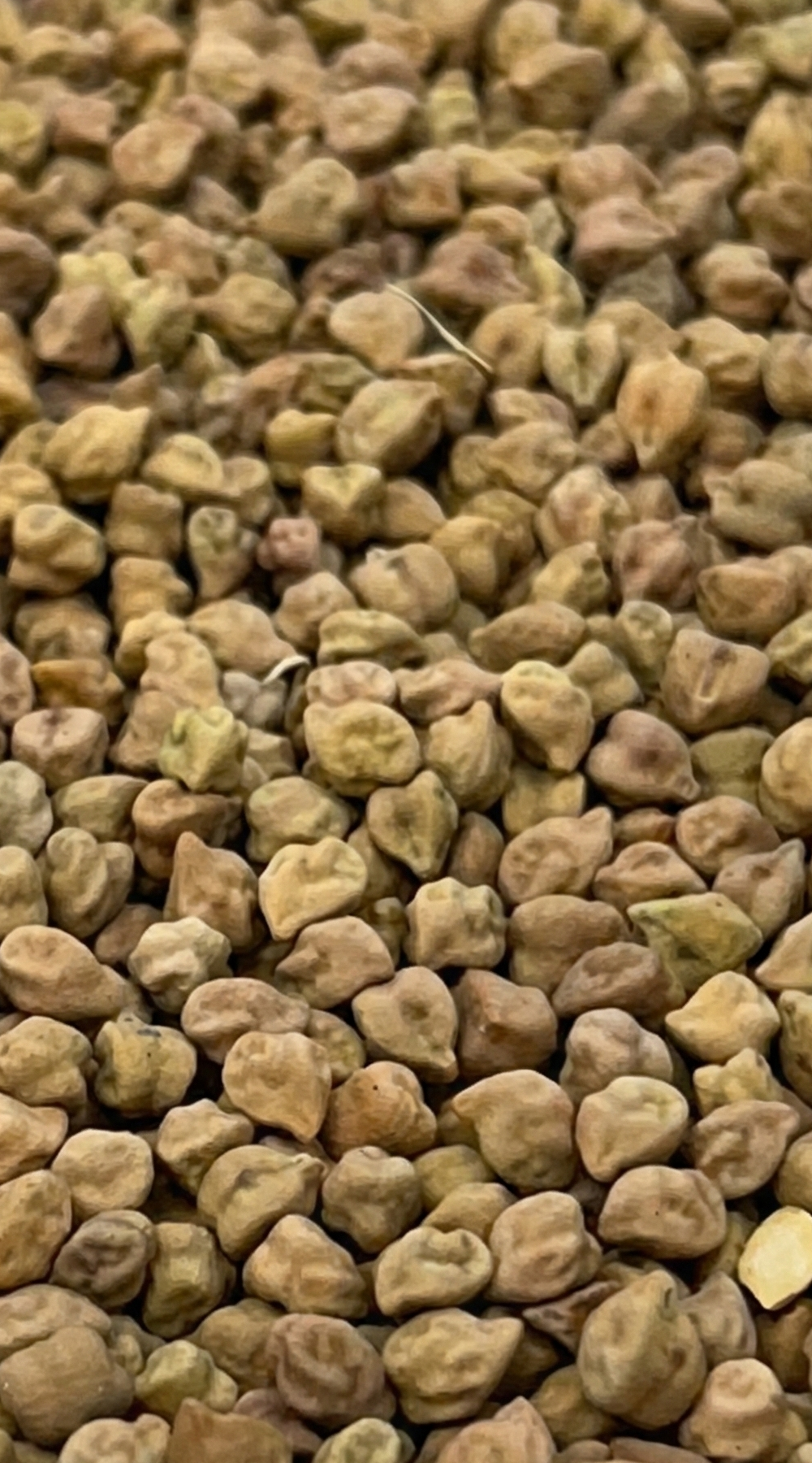 Close-up of raw chickpeas scattered on a surface.