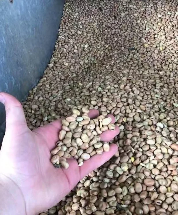 A hand holding a handful of faba beans.