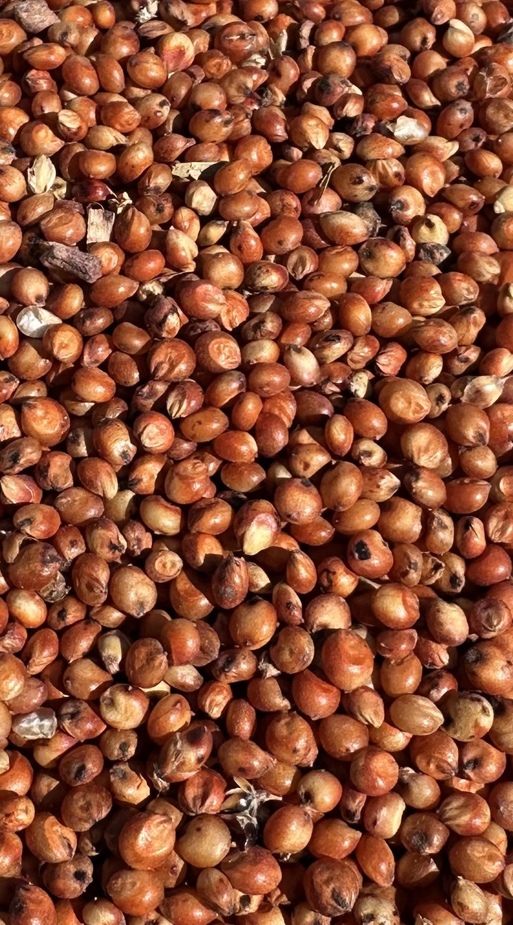 Close up view of sorghum