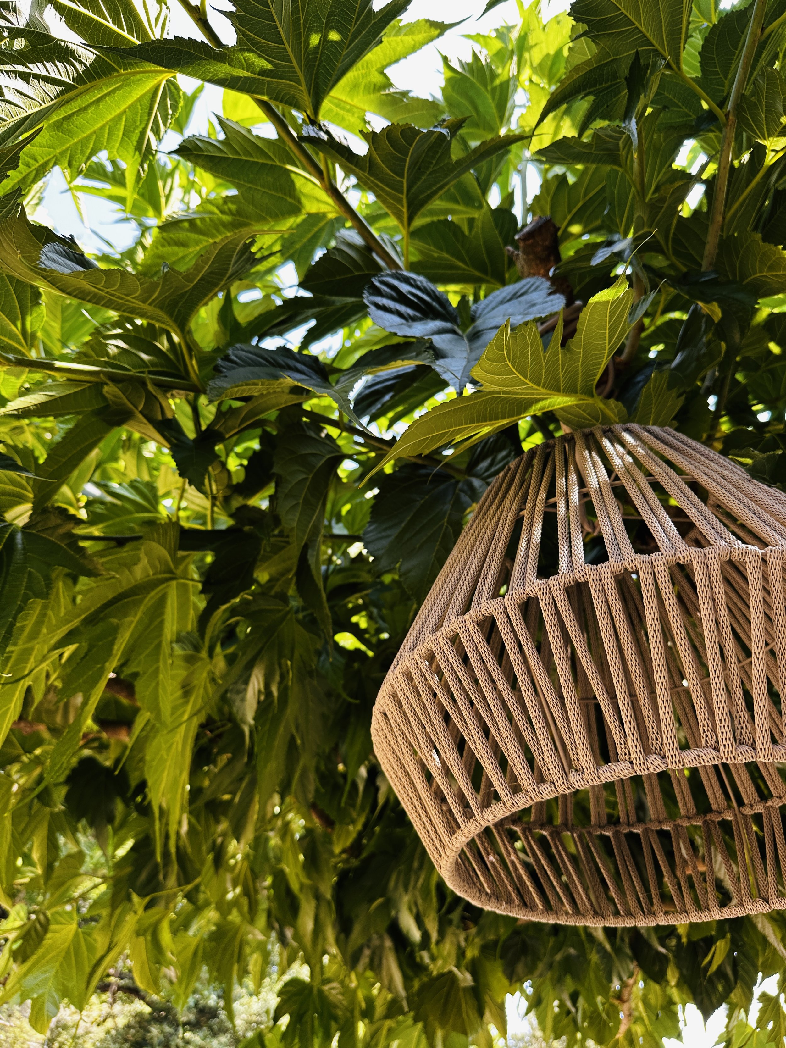 Close-up of a tree with green leaves and a woven bamboo lampshade hanging from the branches.