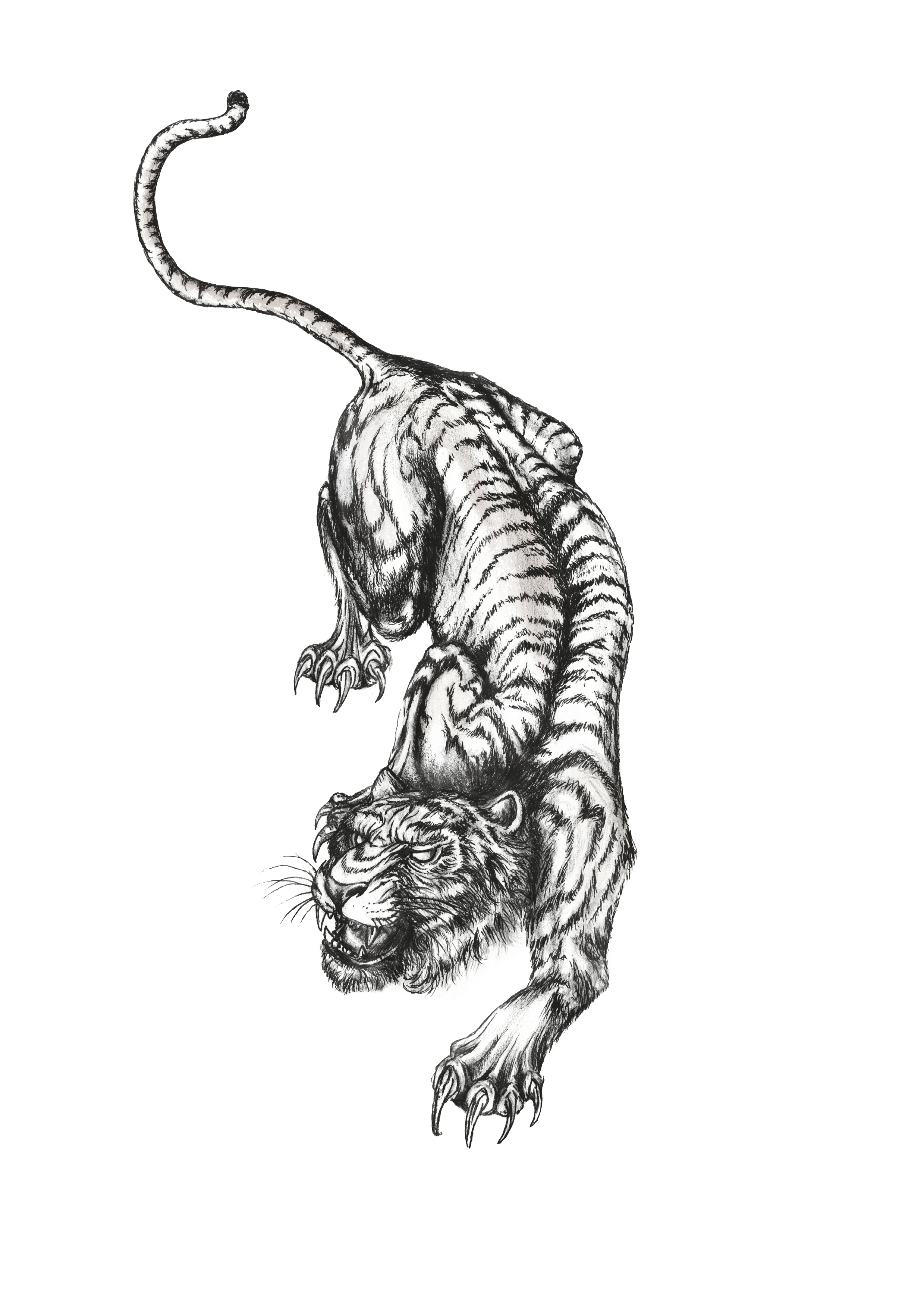 tiger bisschen anders.png