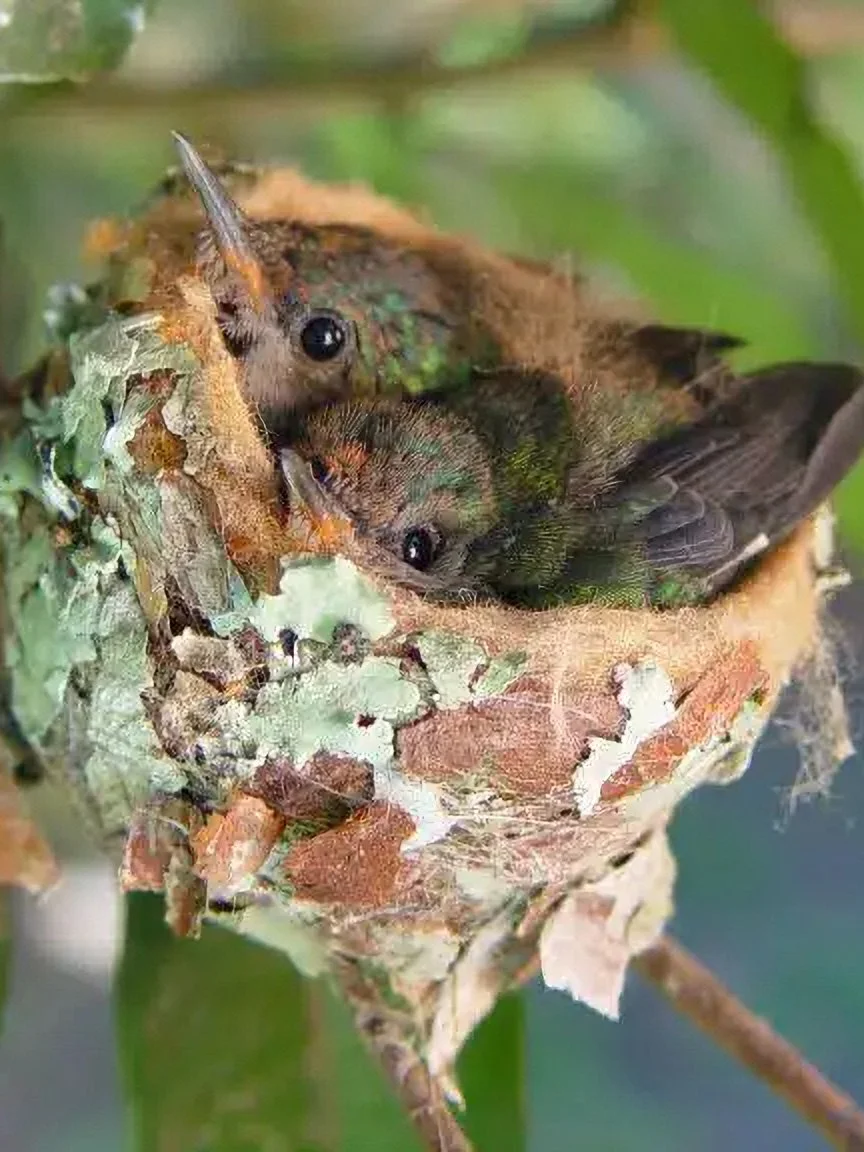   Hummingbird babies nesting on Dr Luis Eduardo Luna’s      Wasiwaska      nature reserve   