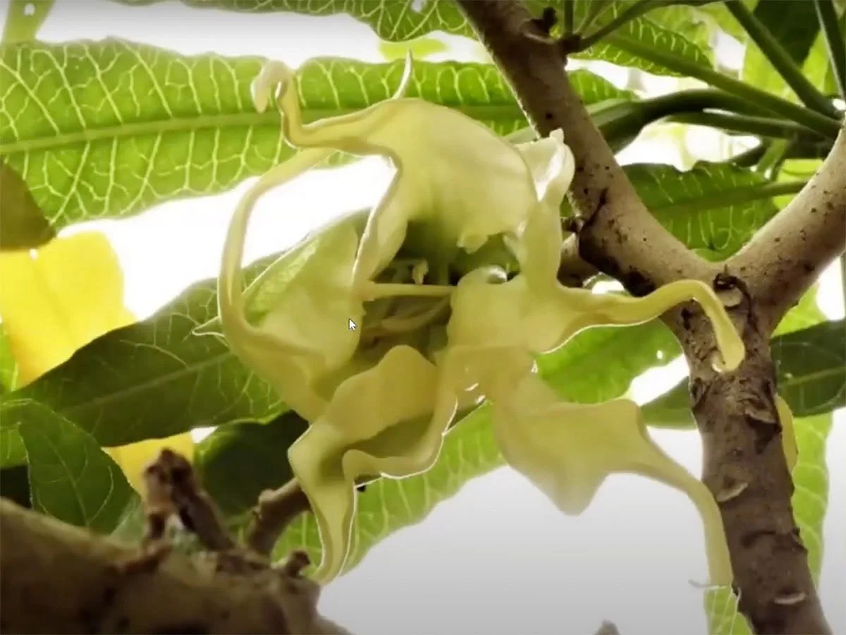    Distinctive brugmansia aurea flowers at Wasiwaska   