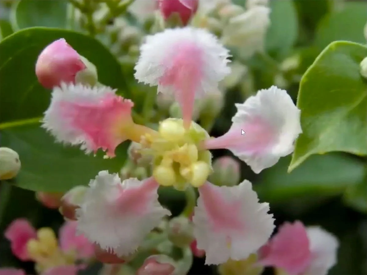    Ayahuasca flowers at Wasiwaska   