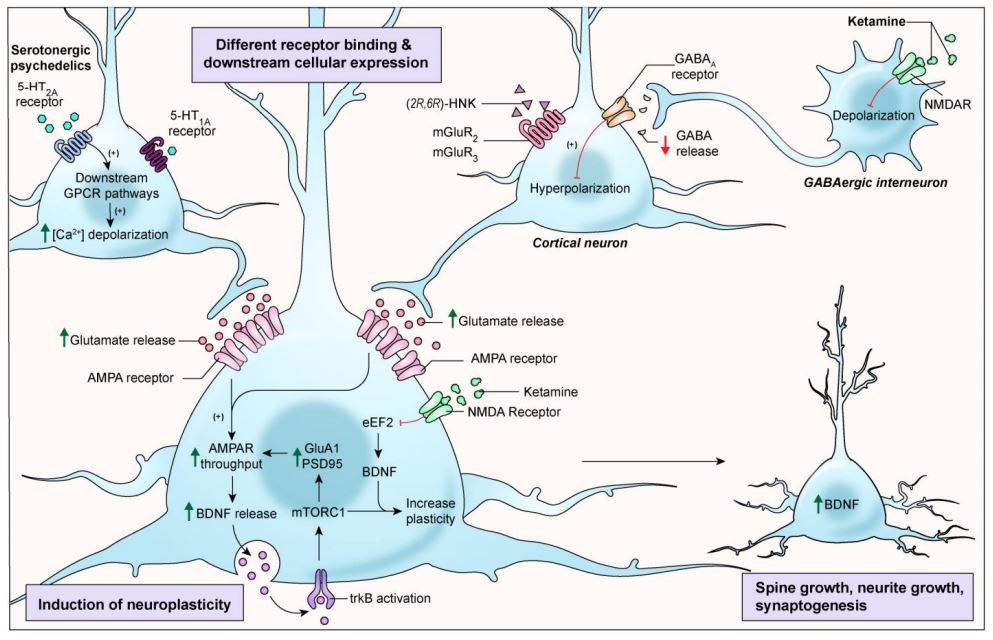    From:      Ketamine and Serotonergic Psychedelics: Common Mechanisms Underlying the Effects of Rapid-Acting Antidepressants     , by Bashkim Kadriu, Jessica R Gilbert, Ioline D Henter, Christoph Kraus published in The International Journal of Neuropsychopharmacology November 2020   