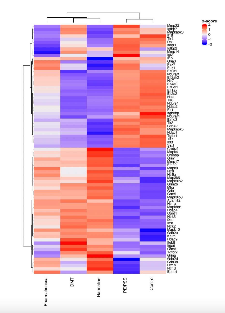     Supplemental Figure 1: Heat plot for pairwise comparisons between control, predator exposure/ psychosocial stress (PE/PSS), and PE/PSS + treatment groups. The heatmap illustrates hierarchical clustering of the scaled counts (z-scores) for a set of biologically relevant differentially expressed genes (FDR<0.1).      From:      Pharmahuasca and DMT Rescue ROS Production and Differentially Expressed Genes Observed after Predator and Psychosocial Stress: Relevance to Human PTSD      by D Parker Kelley, Katy Venable, Aspasia Destouni, Gerald Billac, Philip Ebenezer, Krisztian Stadler, Charles Nichols, Steven Barker, Joseph Francis. Published in ACS Chemical Neuroscience Jan 2022   