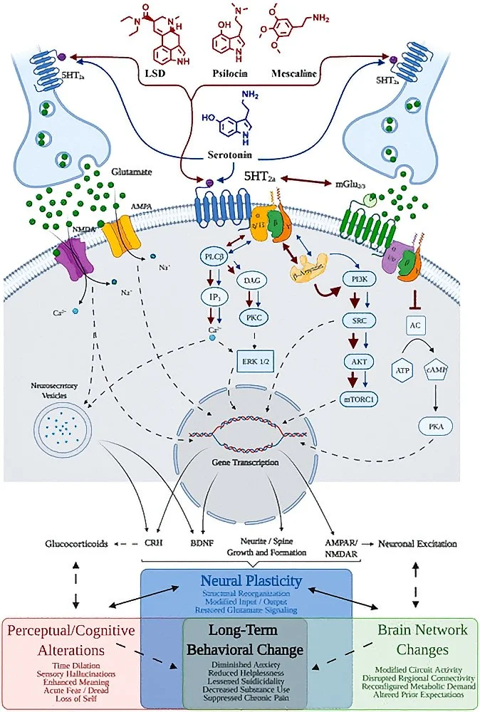     FIGURE 1: ‘Molecular, cellular, and systems support for psychedelic-induced long-term changes..’    From:    Catalysts for change: the cellular neurobiology of psychedelics    (Matthew I. Banks, Zarmeen Zahid, Nathan T. Jones, Ziyad W. Sultan, and Cody J. Wenthur, William Bement, Monitoring Editor) Molecular Biology of the Cell Vol. 32, No. 12  