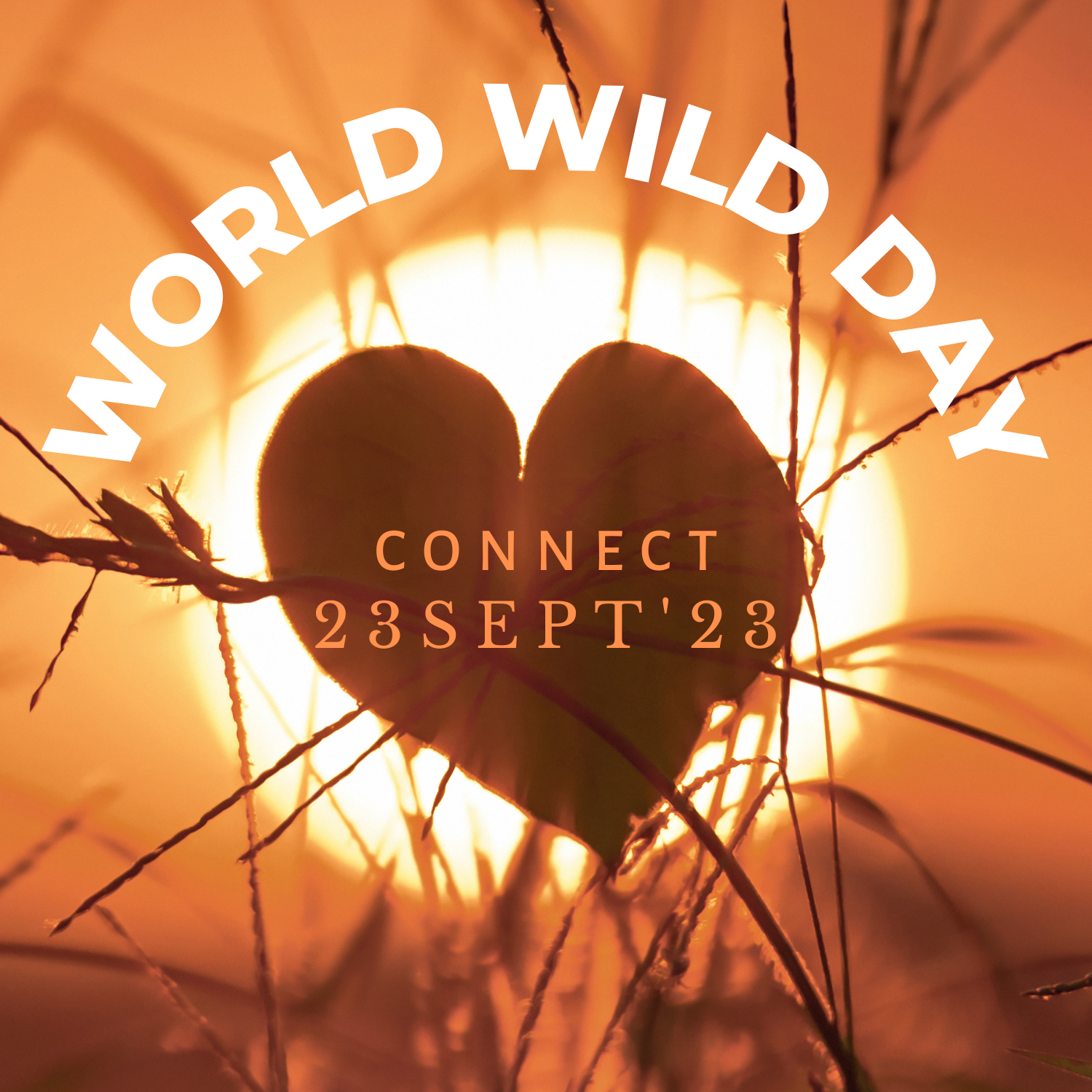 World Wild Day