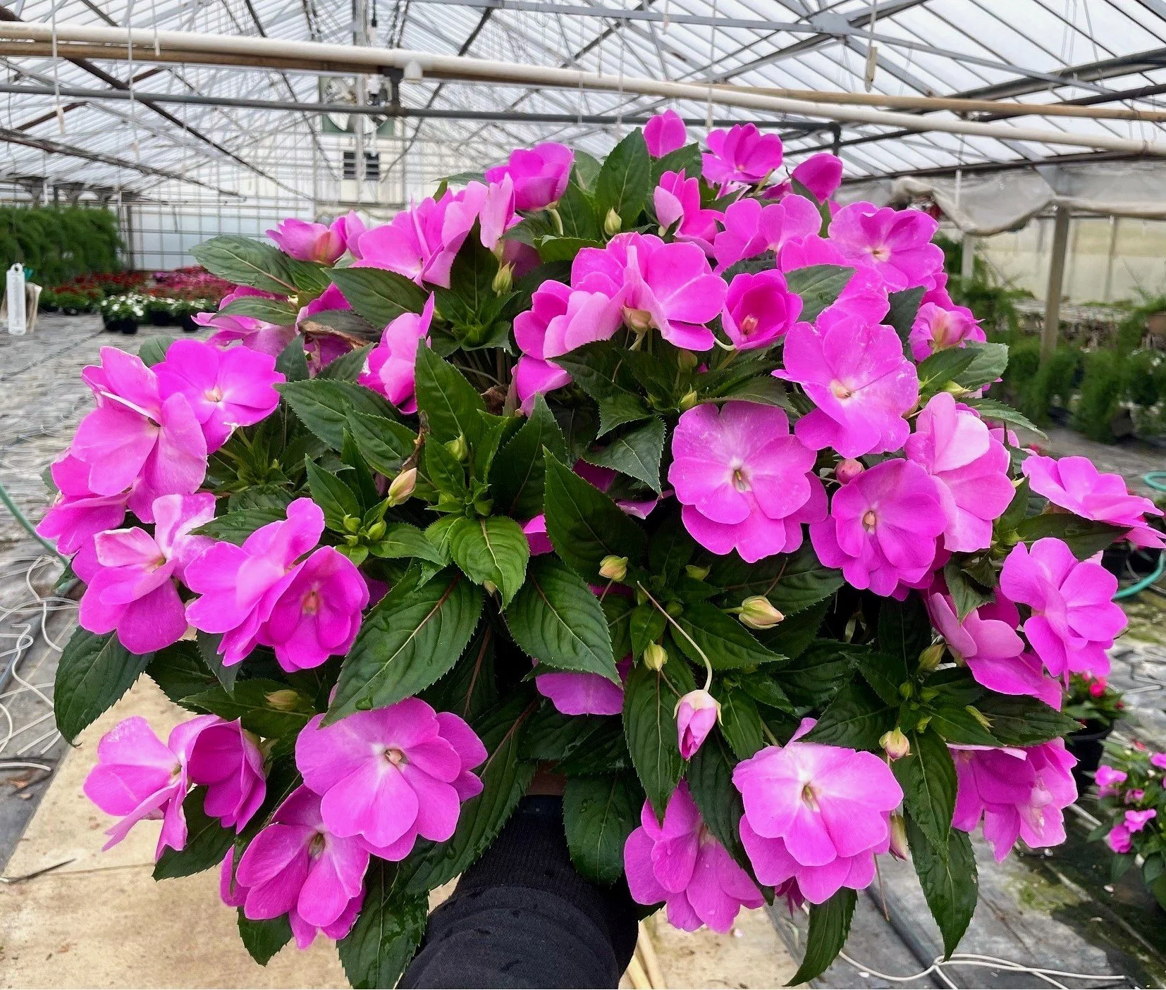 Patio+Pot+New+Guinea+Impatiens+5.12.24.jpg