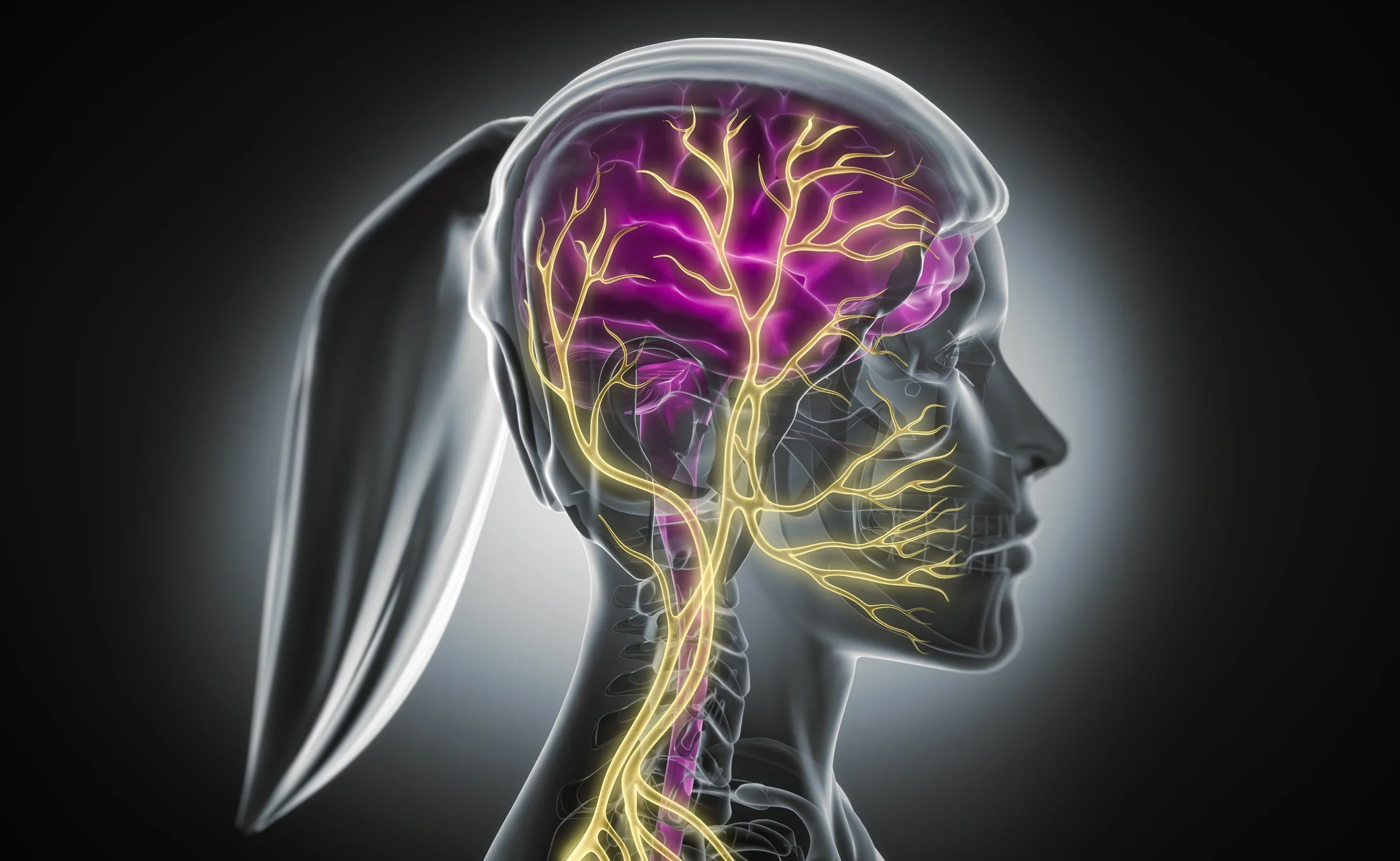 Der Vagusnerv – dein innerer Weg zurück in die Balance